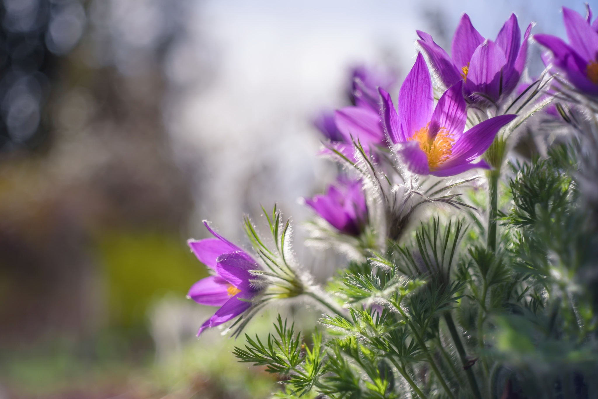 Обои цветы, природа, весна, сон-трава, flowers, nature, spring, sleep-grass разрешение 2048x1367 Загрузить