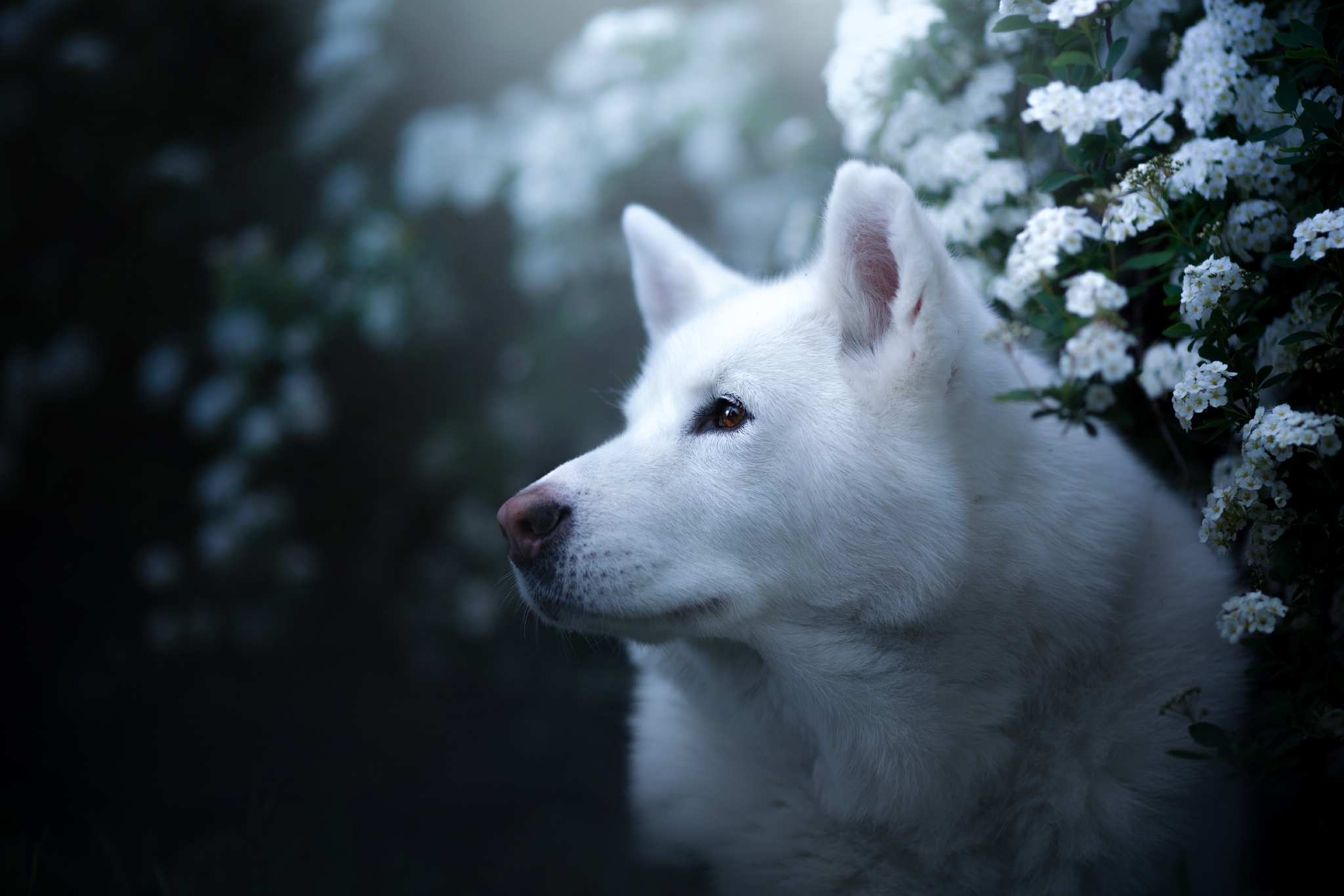 Обои морда, портрет, взгляд, собака, хаски, цветки, боке, face, portrait, look, dog, husky, flowers, bokeh разрешение 2048x1365 Загрузить