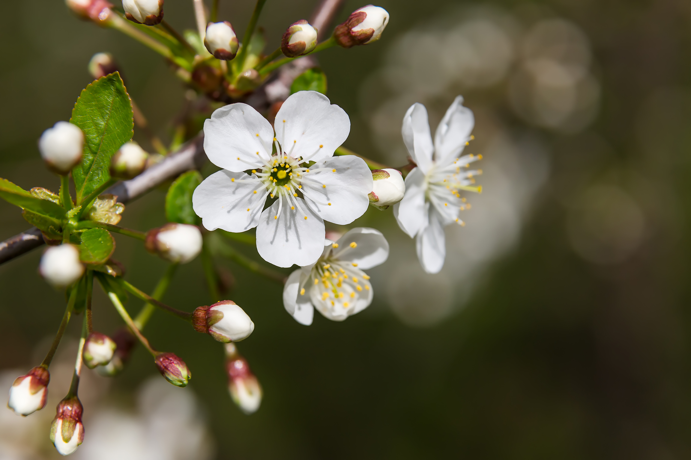 Обои цветы, природа, цветение, макро, весна, вишня, боке, flowers, nature, flowering, macro, spring, cherry, bokeh разрешение 2304x1536 Загрузить