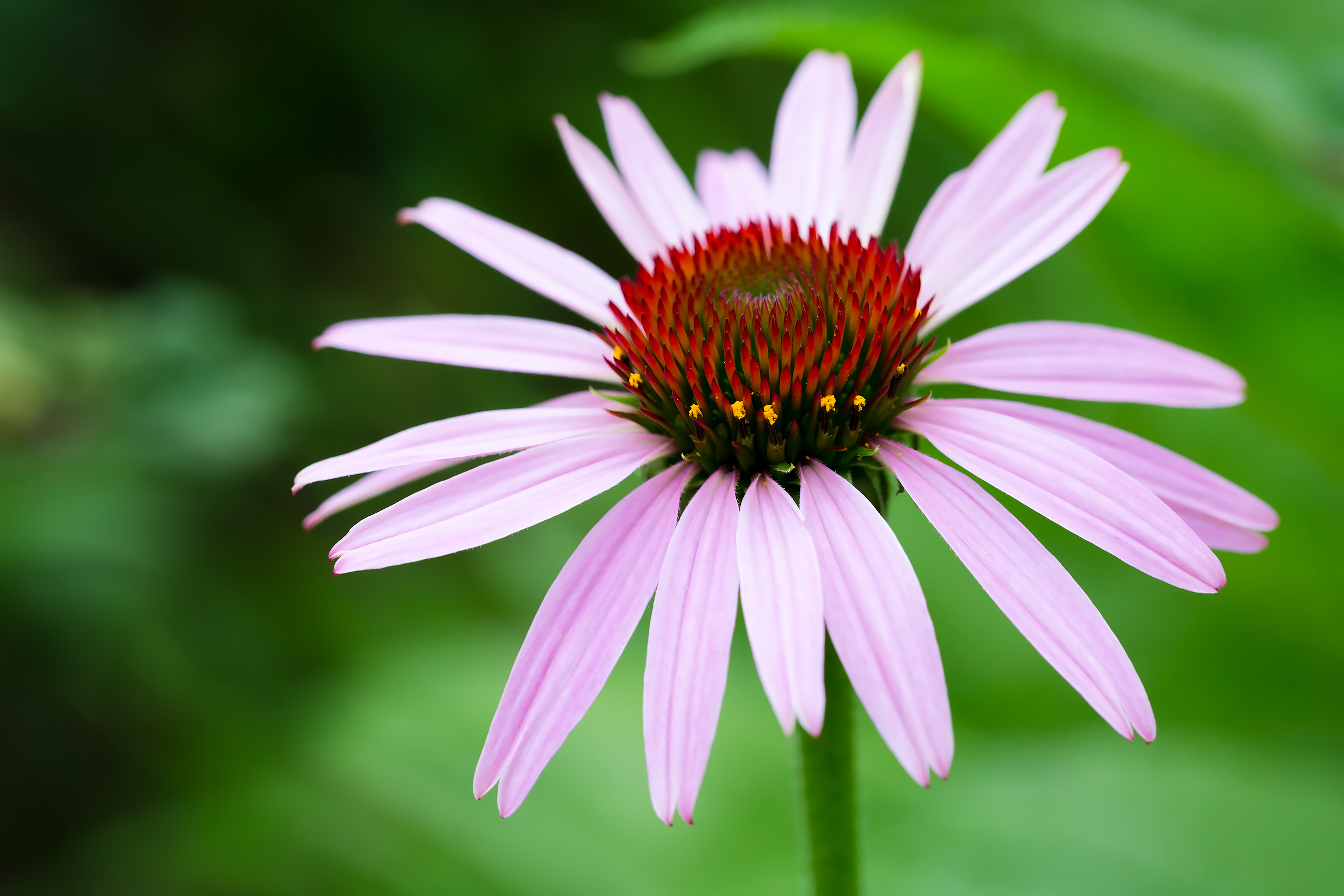 Обои цветы, природа, макро, лето, крупным планом, эхинацея, flowers, nature, macro, summer, closeup, echinacea разрешение 2304x1536 Загрузить