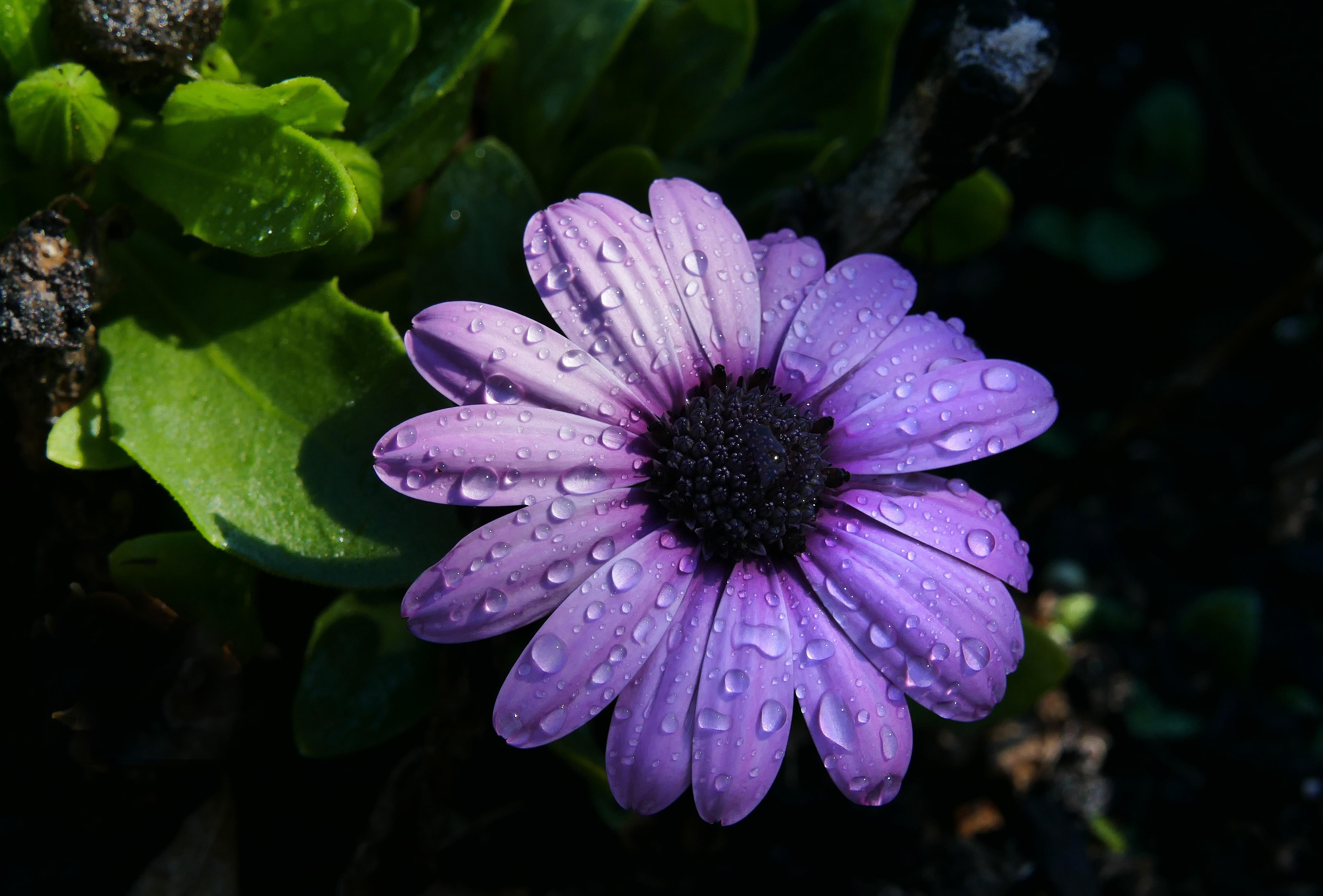 Обои цветок, лепестки, черный фон, фиолетовые, капли воды, остеоспермум, flower, petals, black background, purple, water drops, osteospermum разрешение 4856x3289 Загрузить