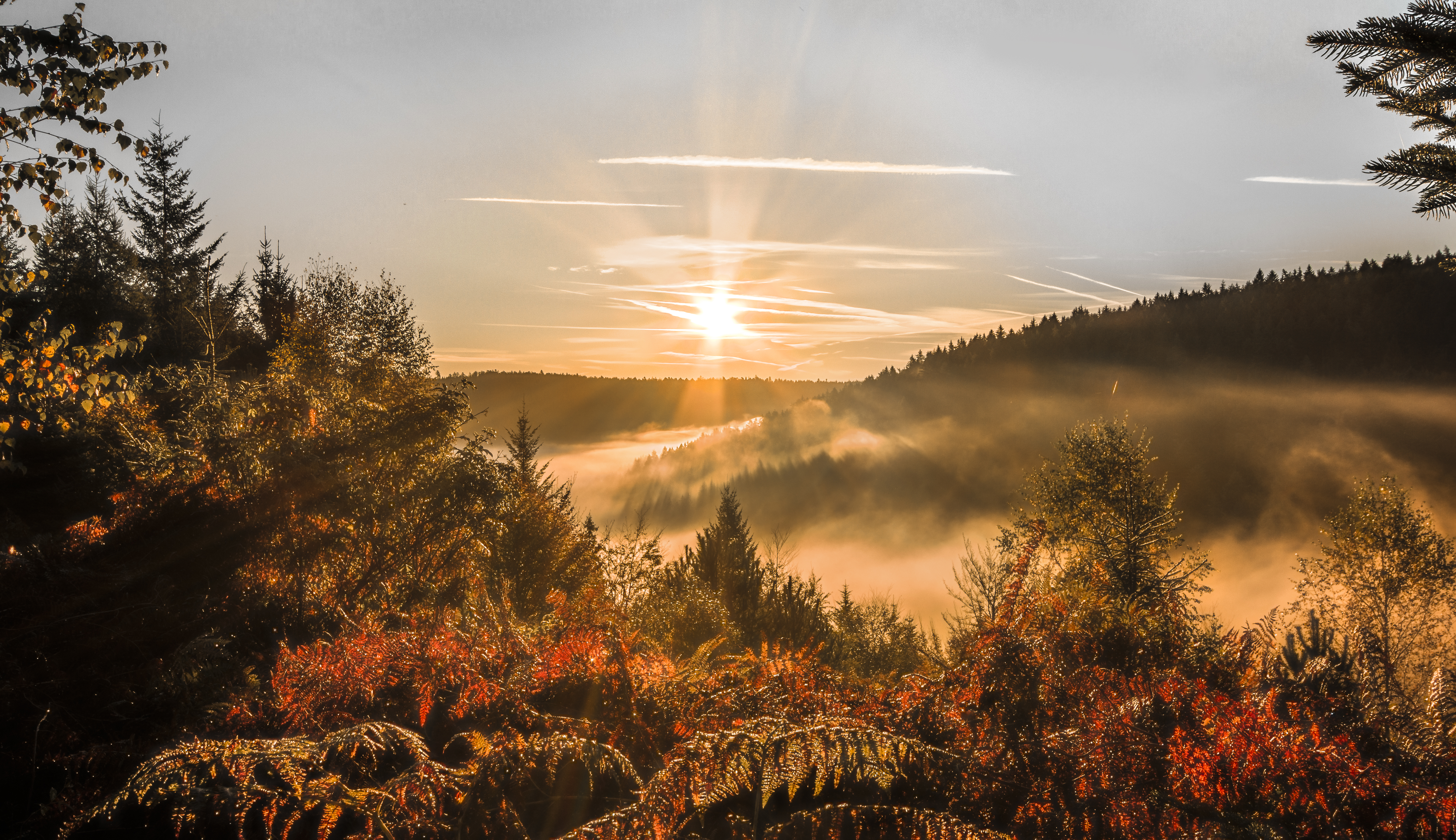 Обои небо, деревья, лес, закат, осень, солнечные лучи, the sky, trees, forest, sunset, autumn, the sun's rays разрешение 5050x2915 Загрузить