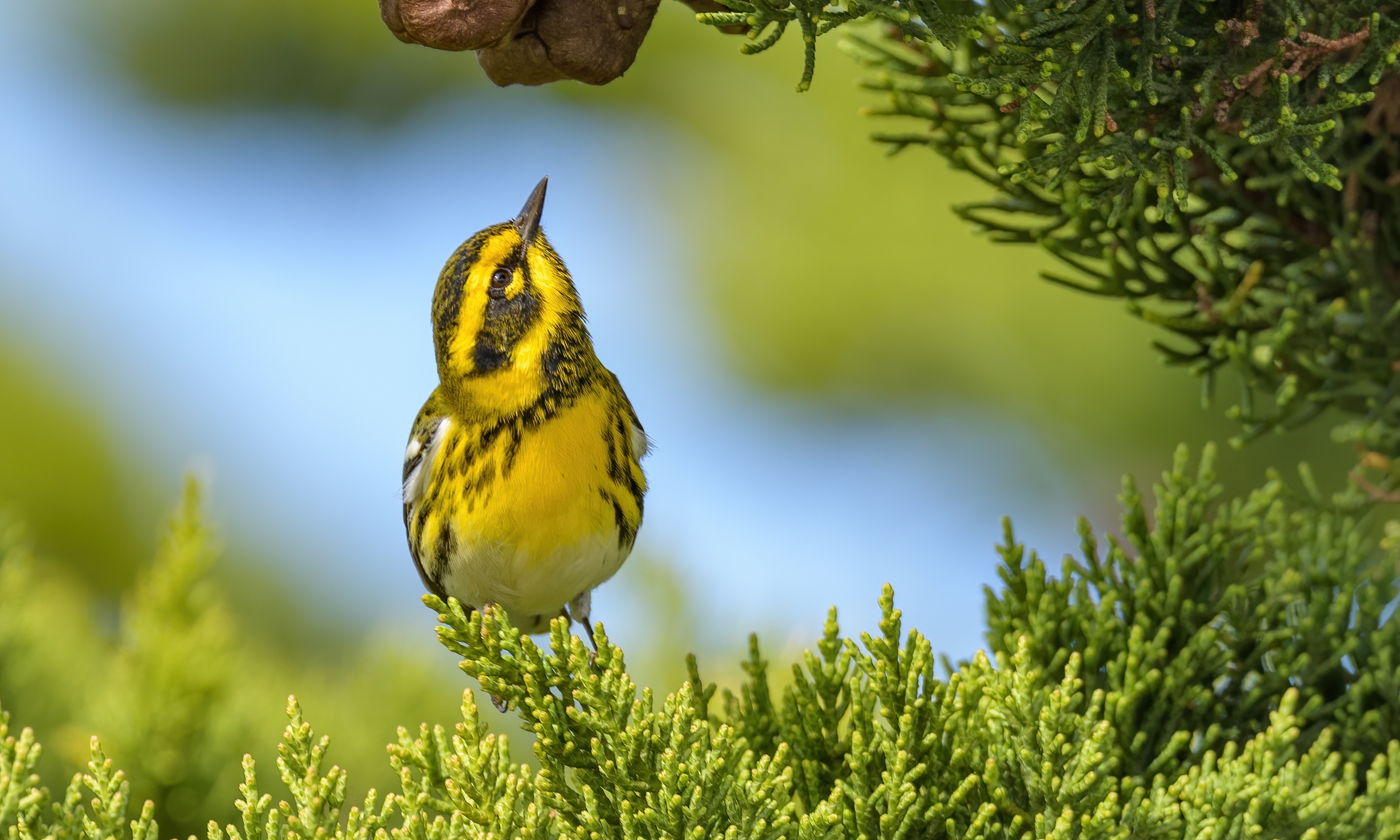 Обои фон, ветки, птица, лесной певун, туя, background, branches, bird, a woodland songster разрешение 2988x1793 Загрузить