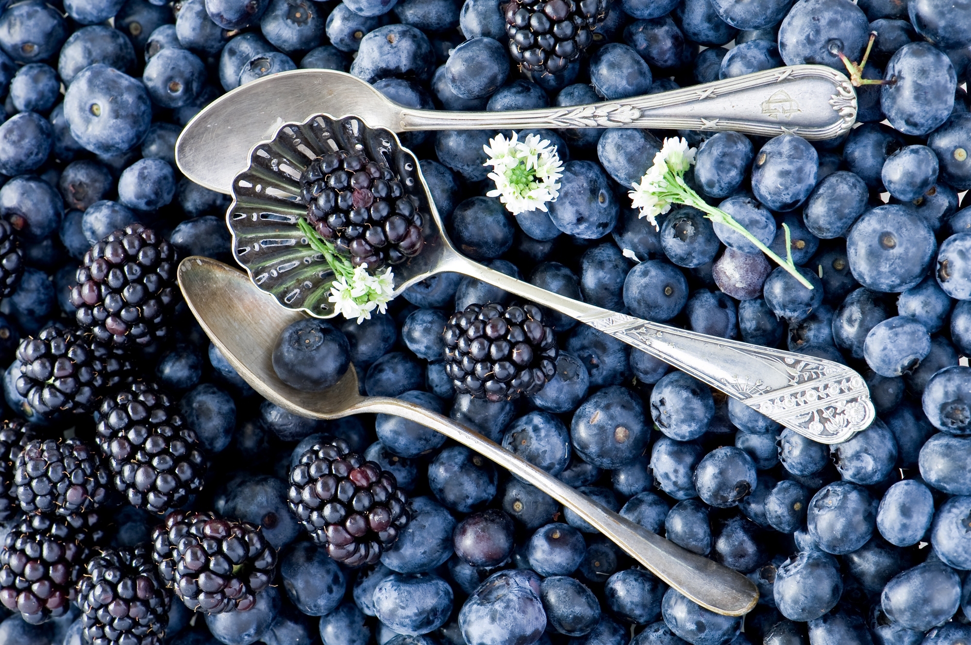 Обои черника, ежевика, blueberries, blackberry разрешение 2000x1329 Загрузить