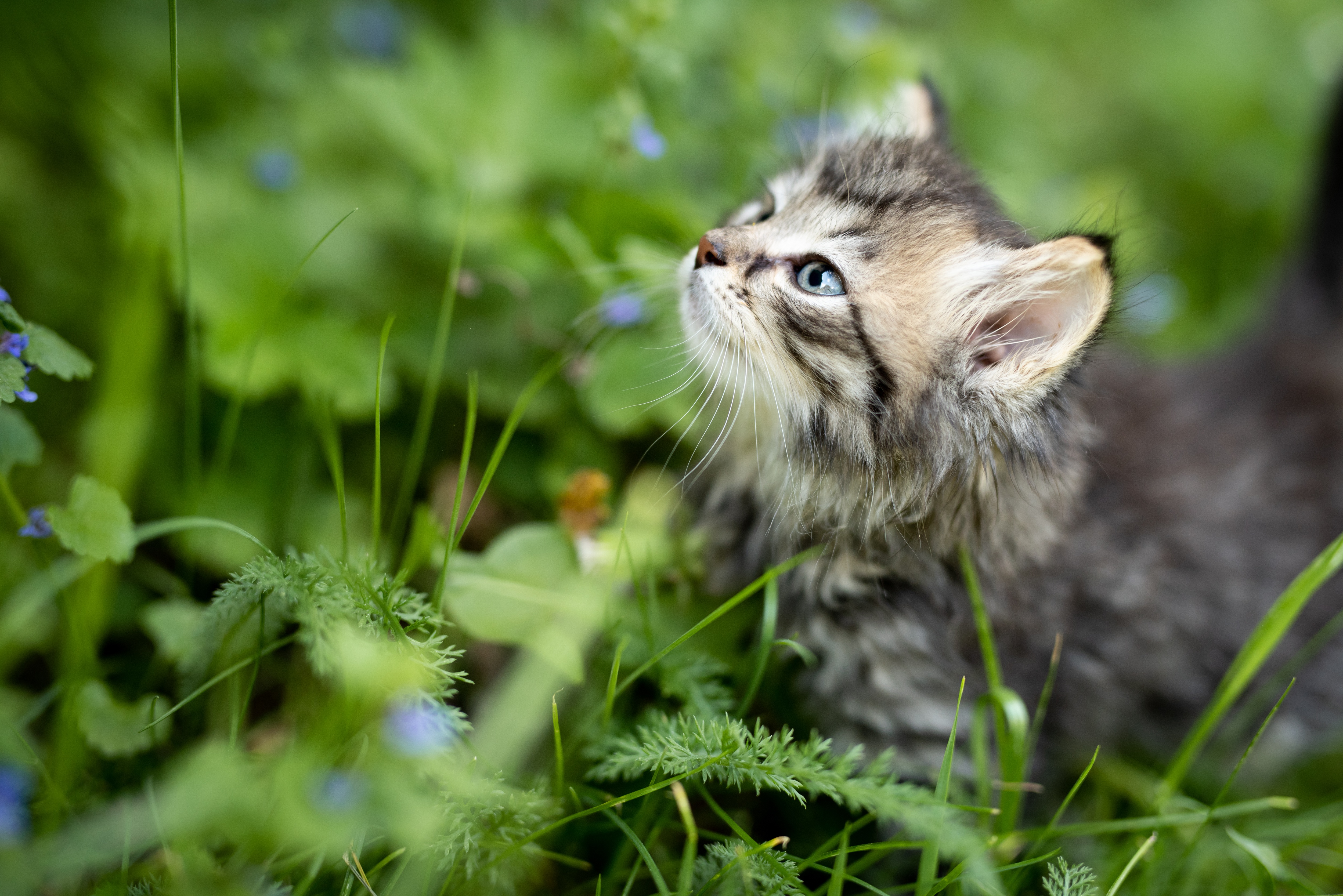 Обои трава, природа, кот, лето, котенок, профиль, животное, детеныш, grass, nature, cat, summer, kitty, profile, animal, cub разрешение 5000x3337 Загрузить