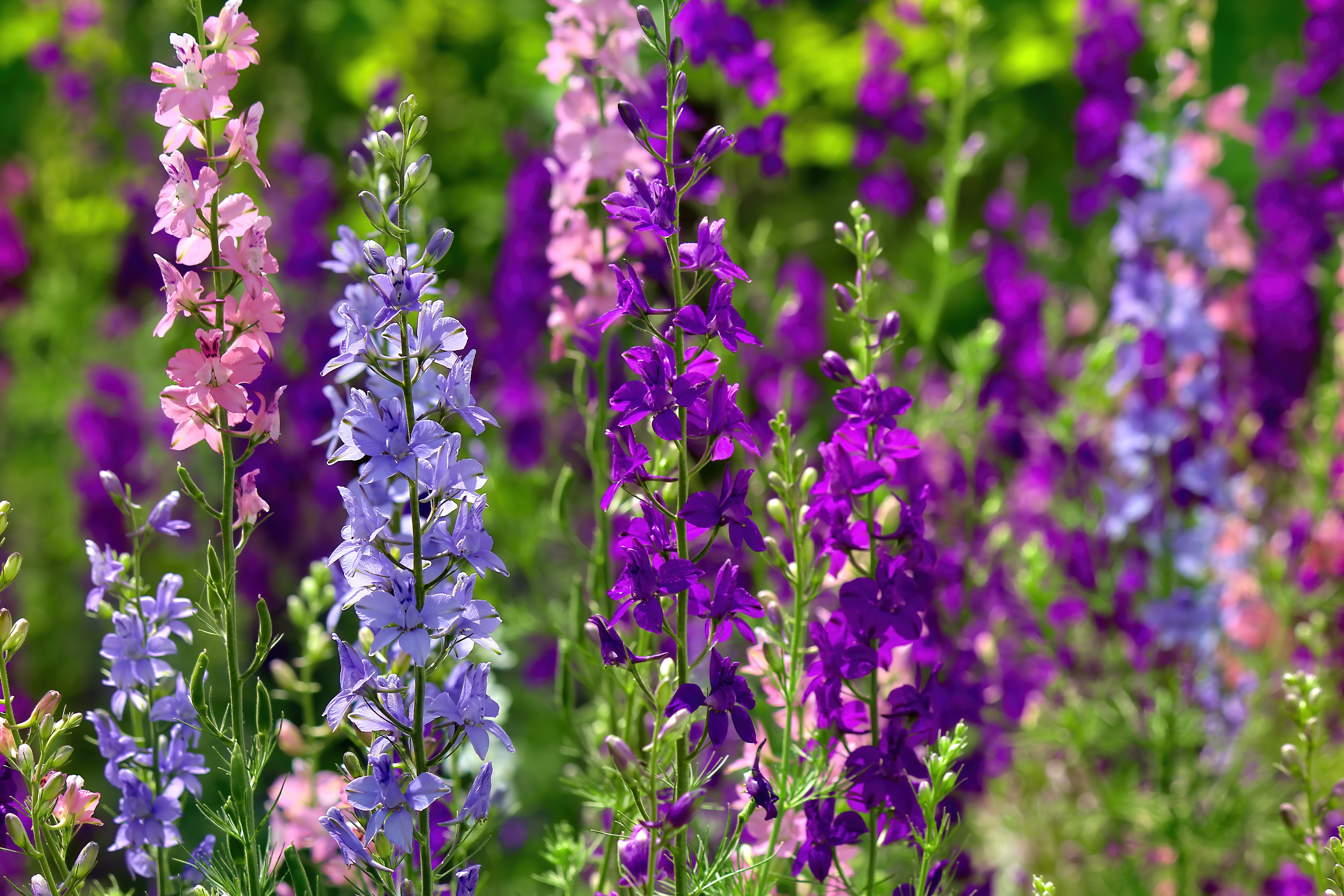 Обои цветы, стебли, дельфиниум, flowers, stems, delphinium разрешение 5184x3456 Загрузить