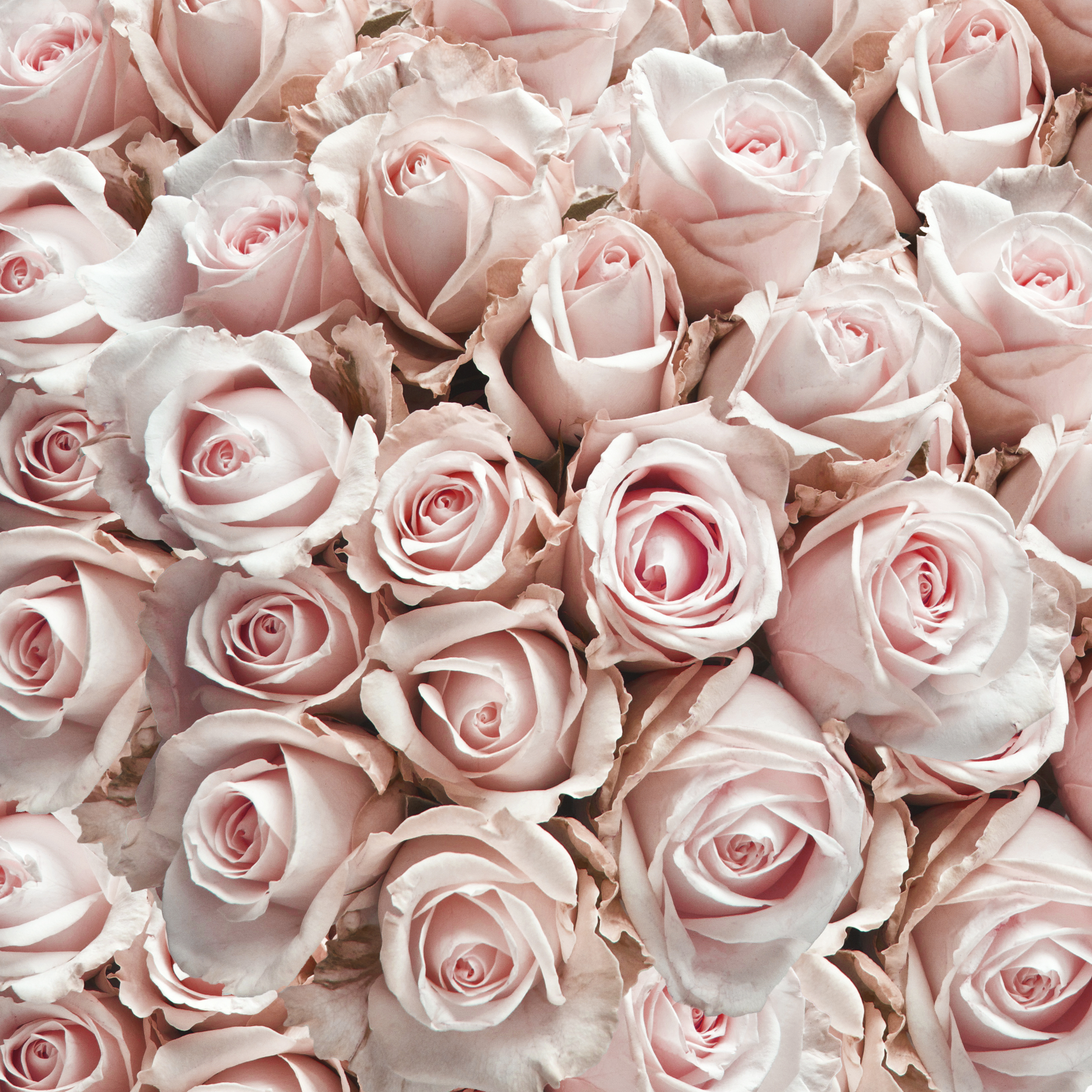 Обои цветы, бутоны, розы, лепестки, flowers, buds, roses, petals разрешение 3291x3291 Загрузить