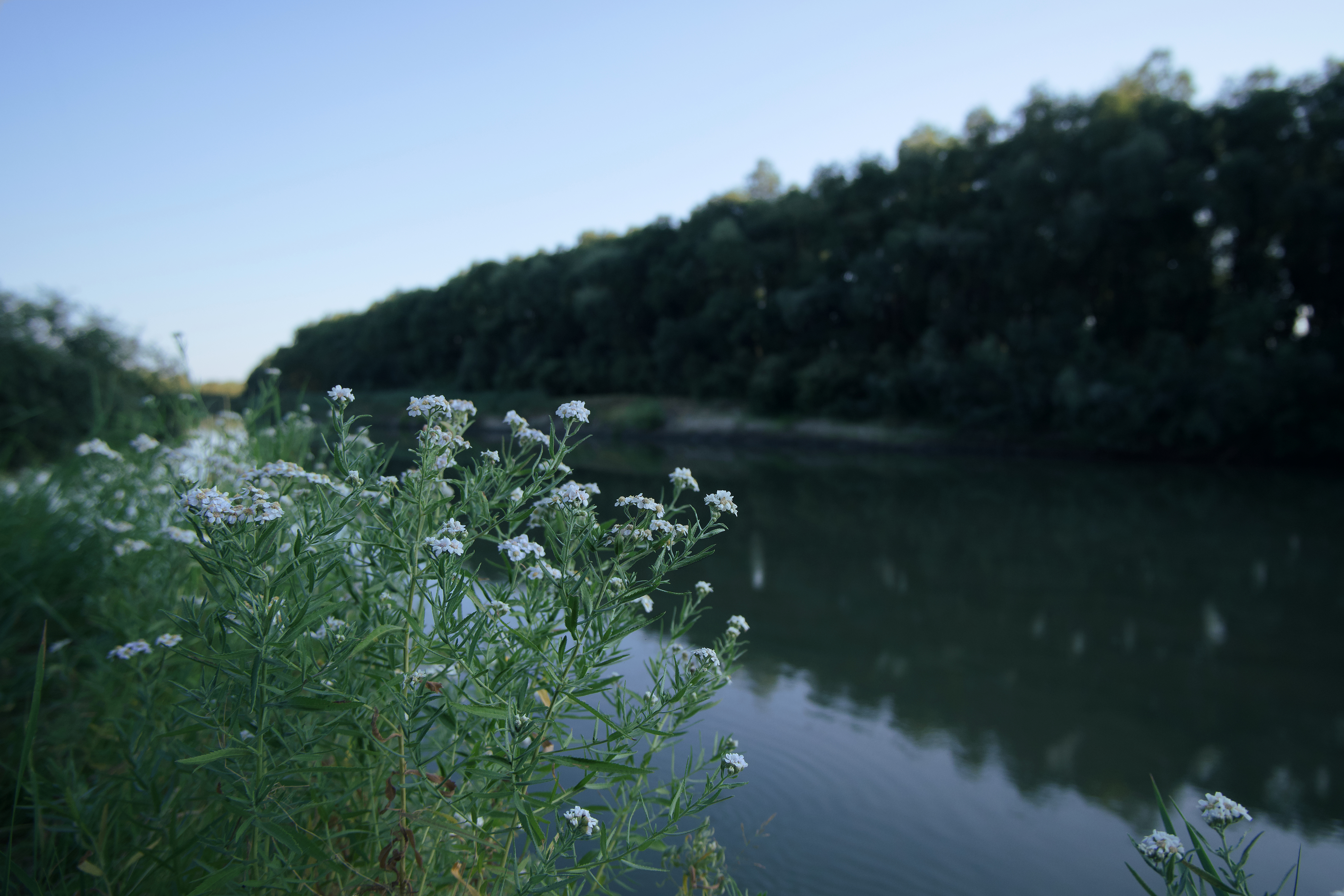 Обои цветы, река, природа, ромашки, flowers, river, nature, chamomile разрешение 6240x4160 Загрузить