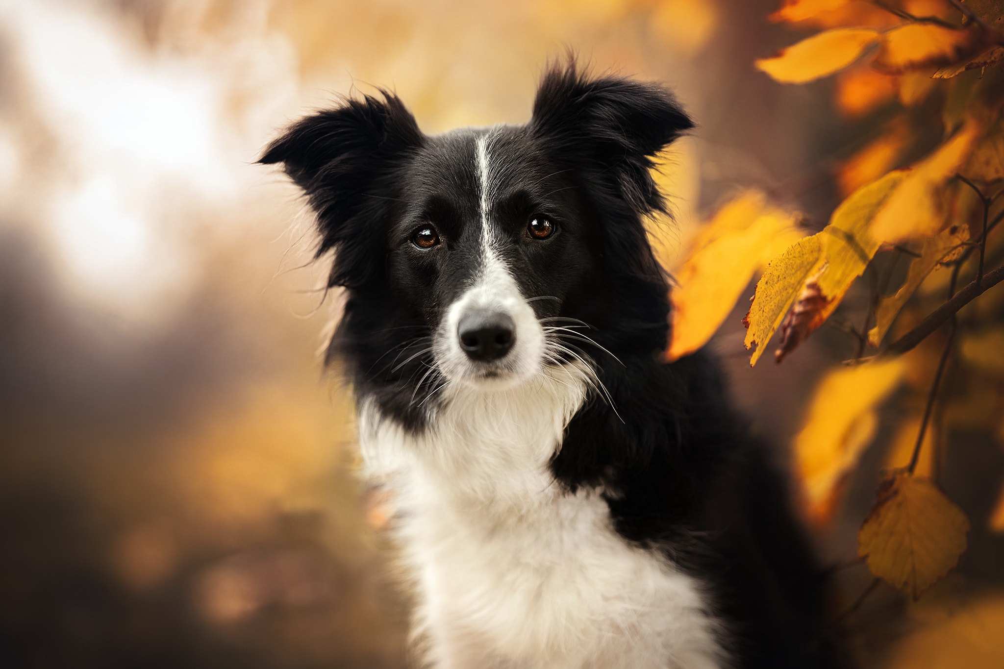 Обои морда, природа, листья, взгляд, осень, собака, бордер-колли, face, nature, leaves, look, autumn, dog, the border collie разрешение 2048x1365 Загрузить