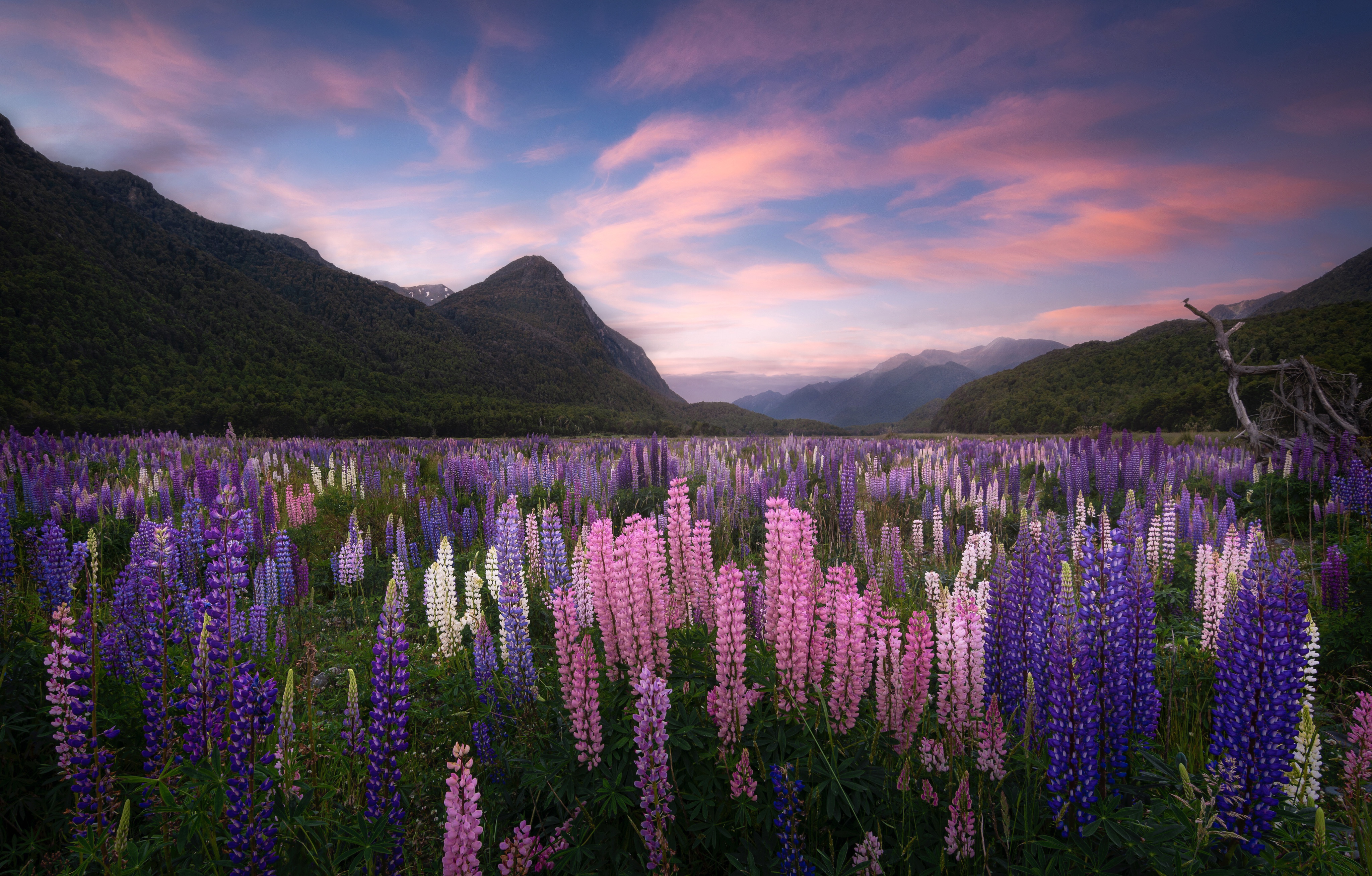 Обои цветы, горы, луг, новая зеландия, люпины, flowers, mountains, meadow, new zealand, lupins разрешение 4096x2615 Загрузить