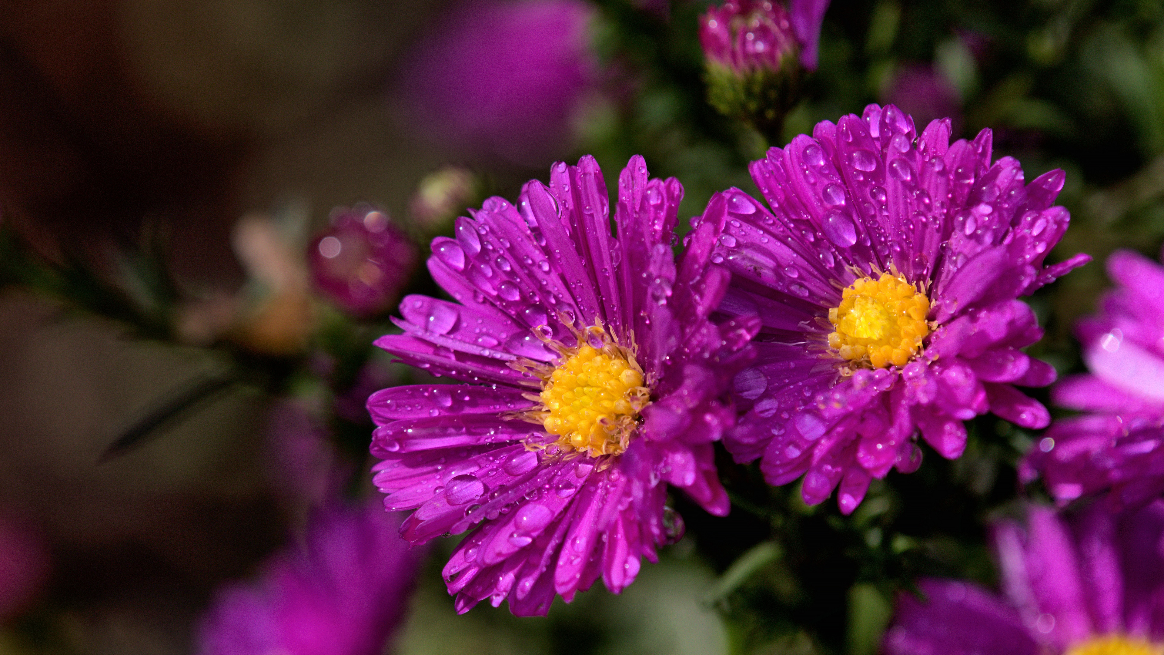 Обои цветы, макро, капли, сад, боке, сиреневые, астры, flowers, macro, drops, garden, bokeh, lilac, asters разрешение 3840x2160 Загрузить