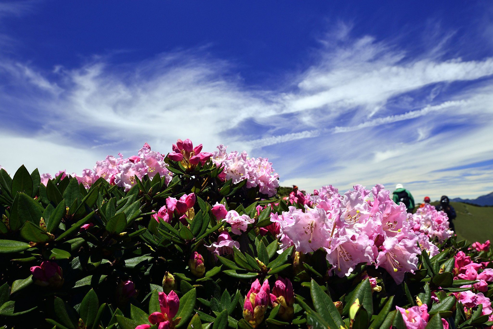 Обои цветы, облака, холмы, розовые, синева, азалия, рододендроны, flowers, clouds, hills, pink, blue, azalea, rhododendrons разрешение 2048x1367 Загрузить