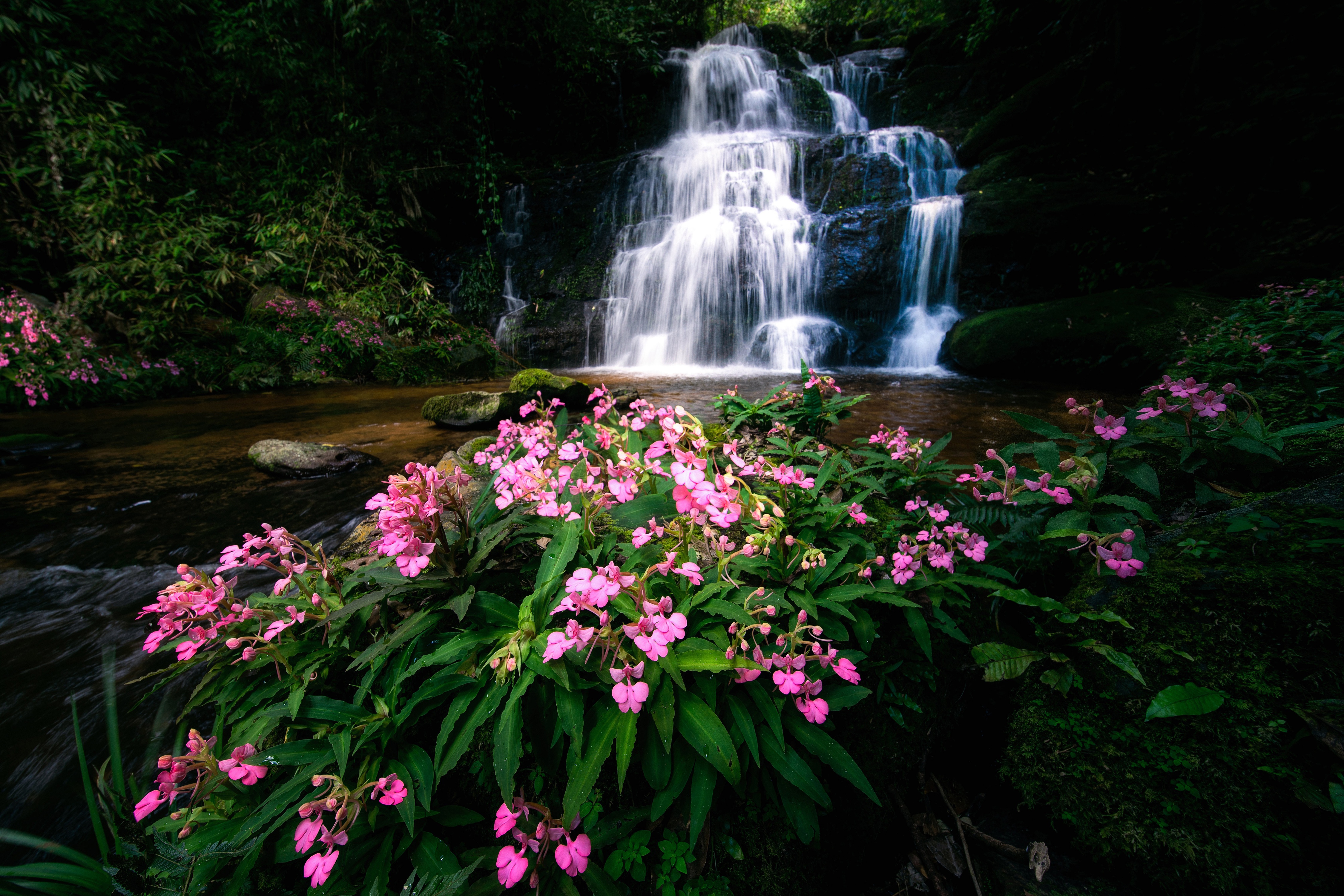 Обои цветы, река, водопад, тайланд, каскад, flowers, river, waterfall, thailand, cascade разрешение 4500x3000 Загрузить