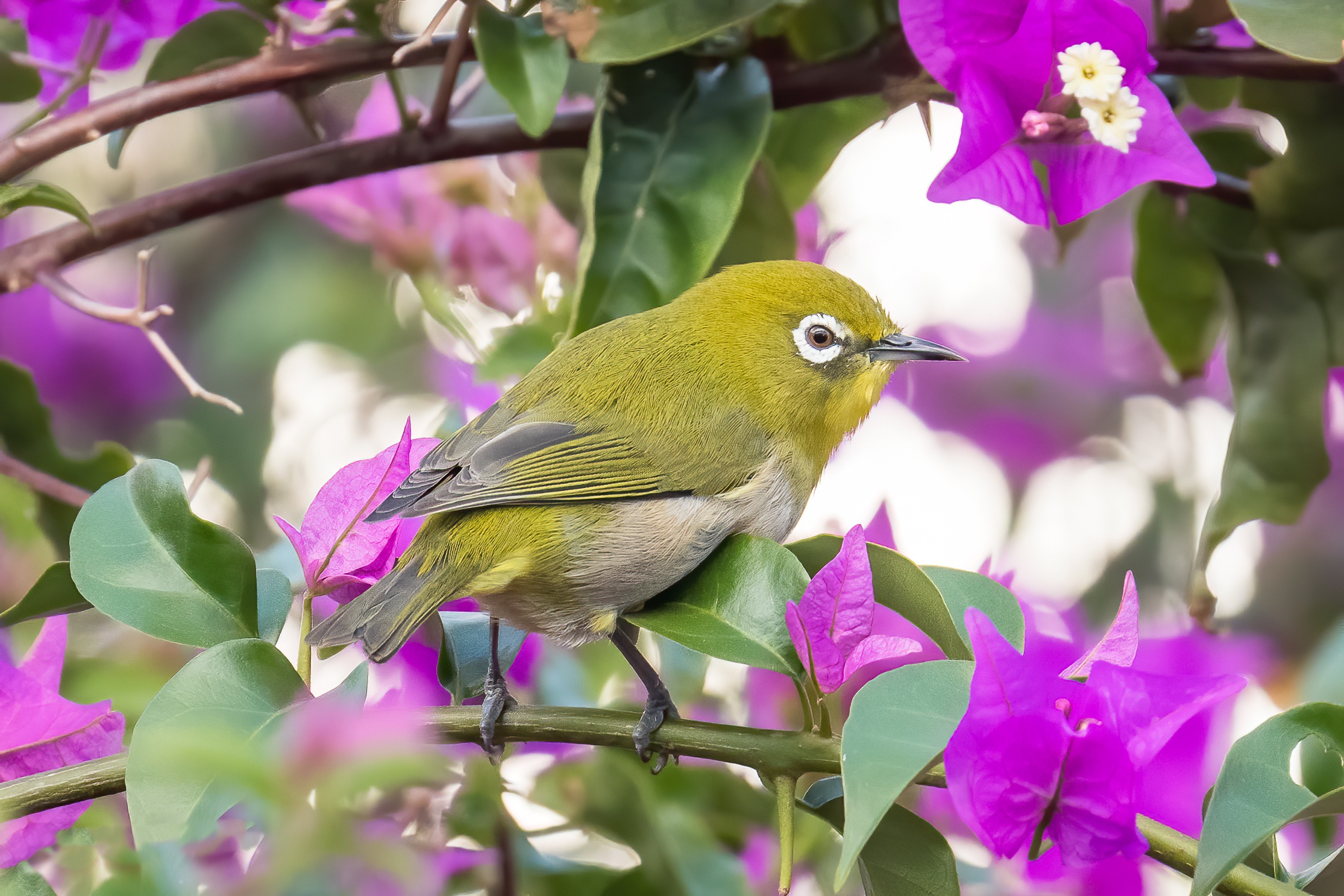 Обои цветы, ветки, птица, боке, японская белоглазка, бугенвиллия, flowers, branches, bird, bokeh, japanese white-eye, bougainvillea разрешение 2230x1487 Загрузить