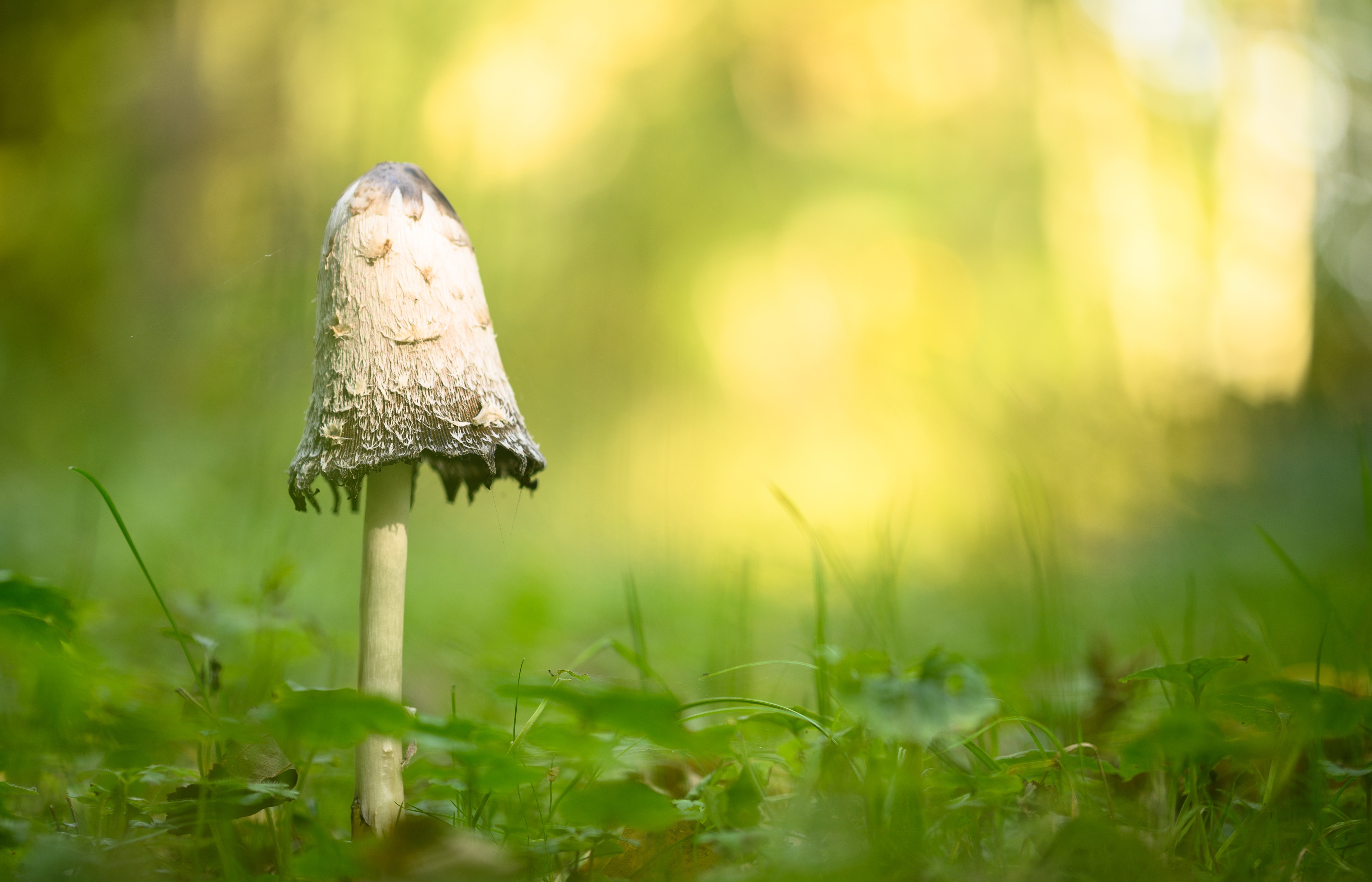 Обои фон, гриб, background, mushroom разрешение 5466x3512 Загрузить