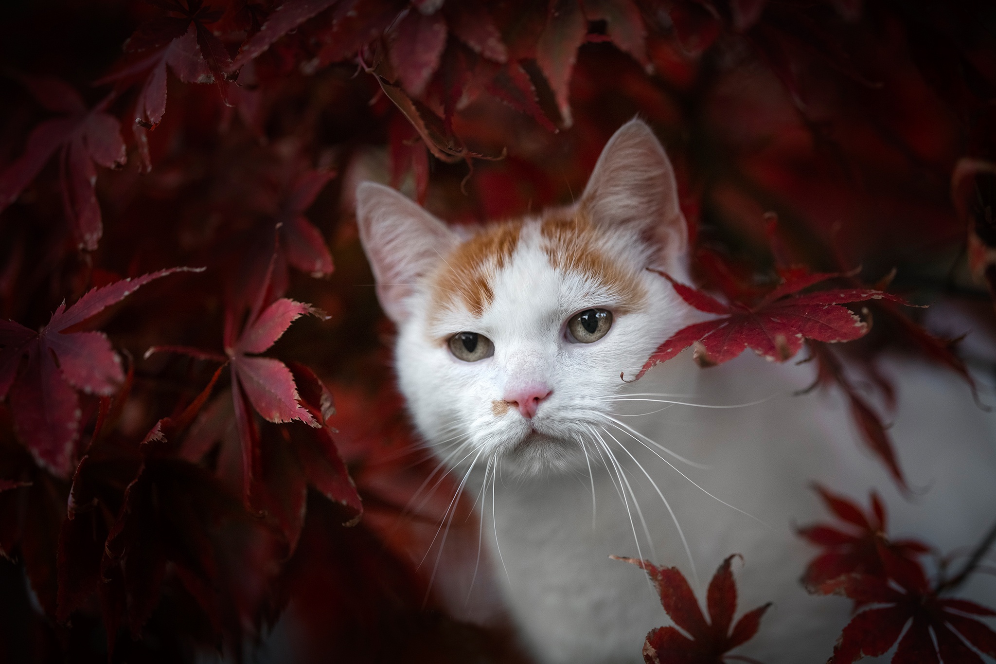 Обои листья, кот, мордочка, взгляд, осень, leaves, cat, muzzle, look, autumn разрешение 2048x1365 Загрузить