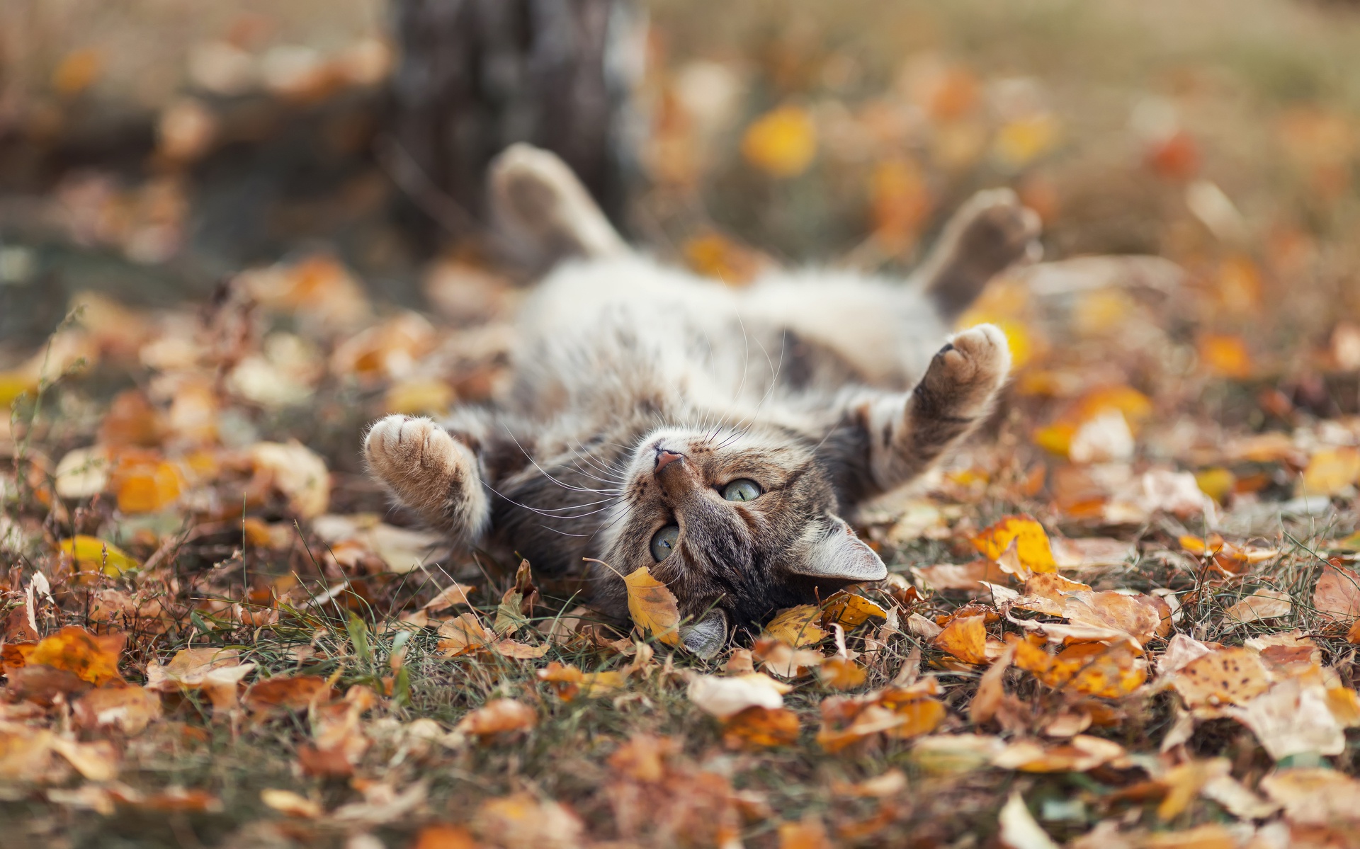 Обои листья, кот, осень, leaves, cat, autumn разрешение 1920x1199 Загрузить