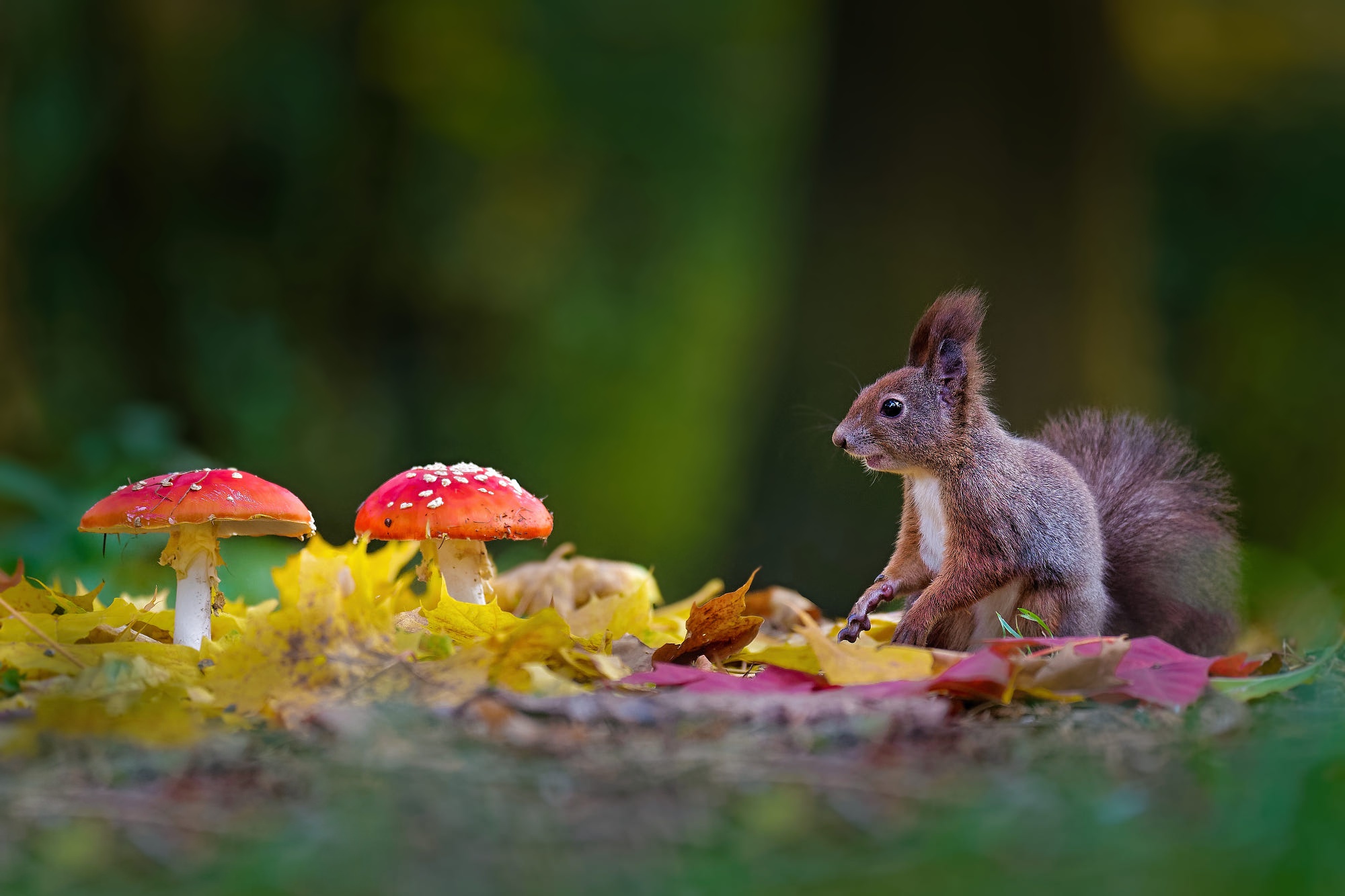 Обои листья, осень, грибы, поляна, белка, боке, мухоморы, leaves, autumn, mushrooms, glade, protein, bokeh, amanita разрешение 2000x1334 Загрузить