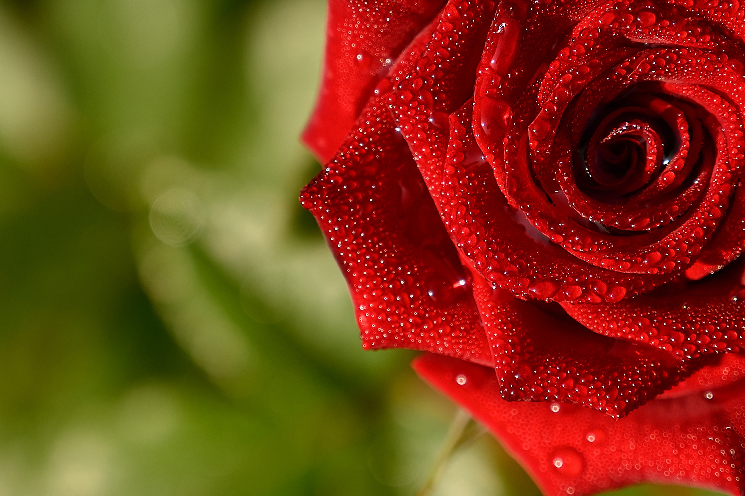 Обои макро, капли, роза, красная, macro, drops, rose, red разрешение 2560x1705 Загрузить