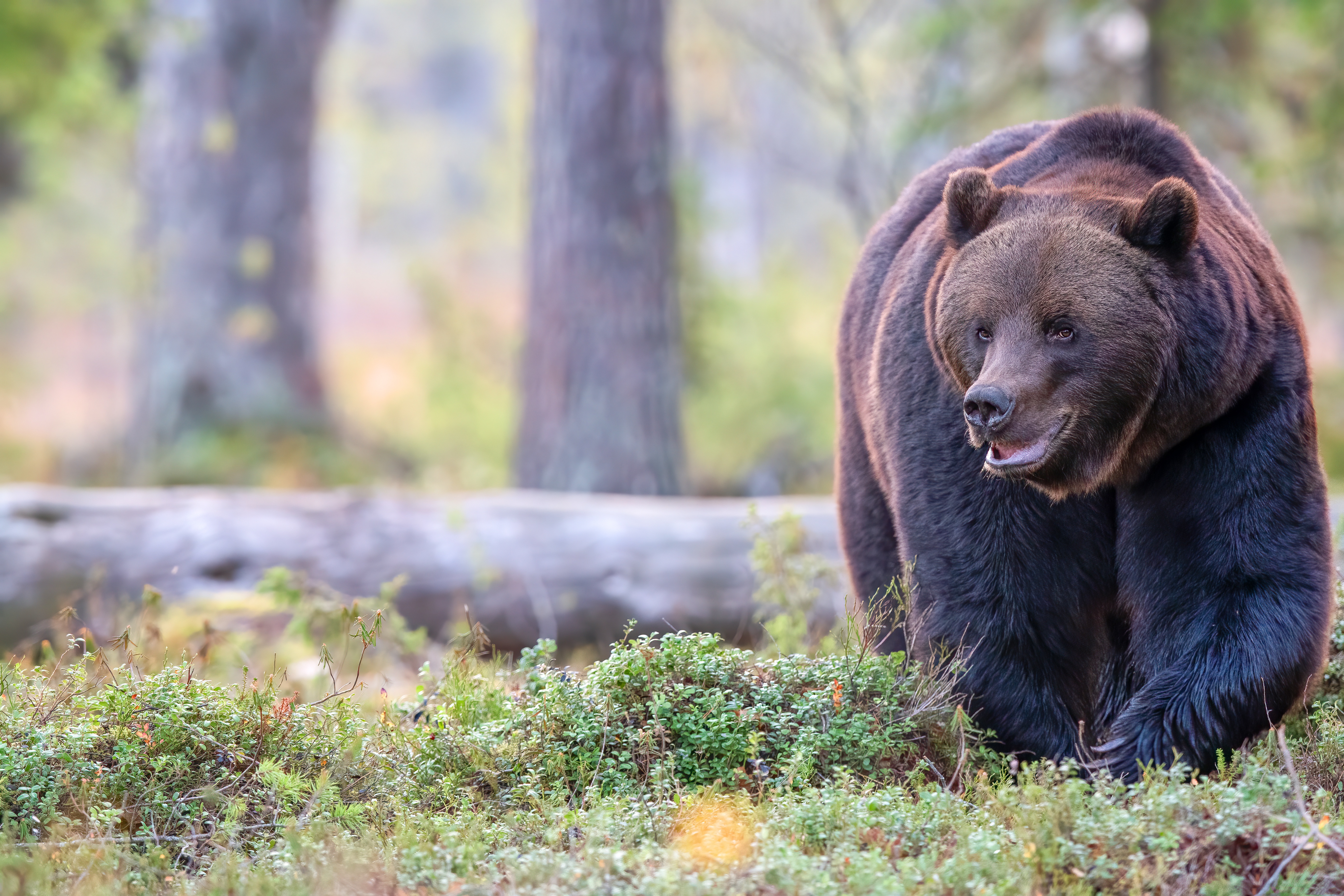 Обои морда, лес, поза, взгляд, медведь, прогулка, бревно, face, forest, pose, look, bear, walk, log разрешение 5568x3712 Загрузить