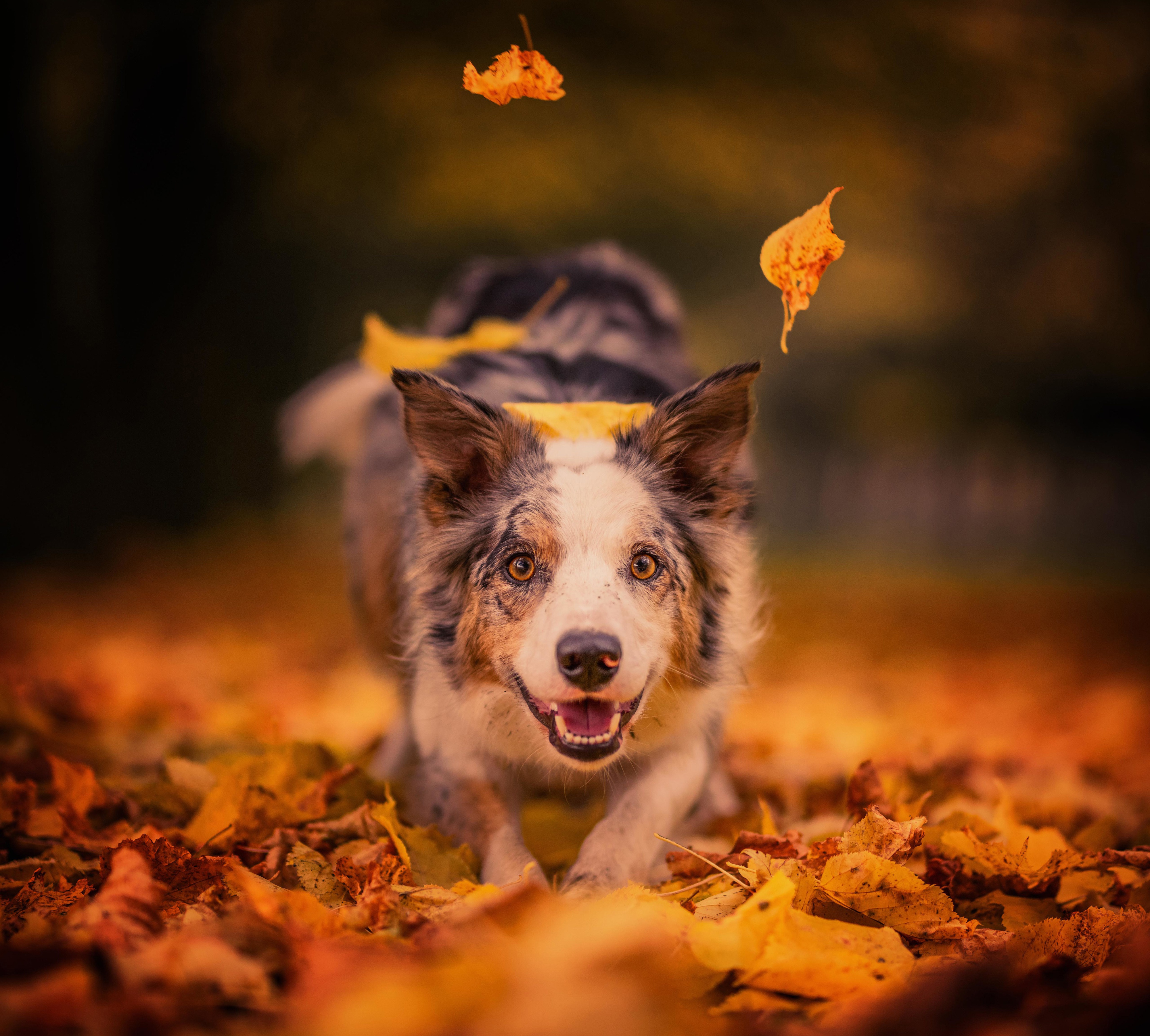 Обои морда, листья, настроение, взгляд, осень, собака, радость, боке, face, leaves, mood, look, autumn, dog, joy, bokeh разрешение 4000x3603 Загрузить
