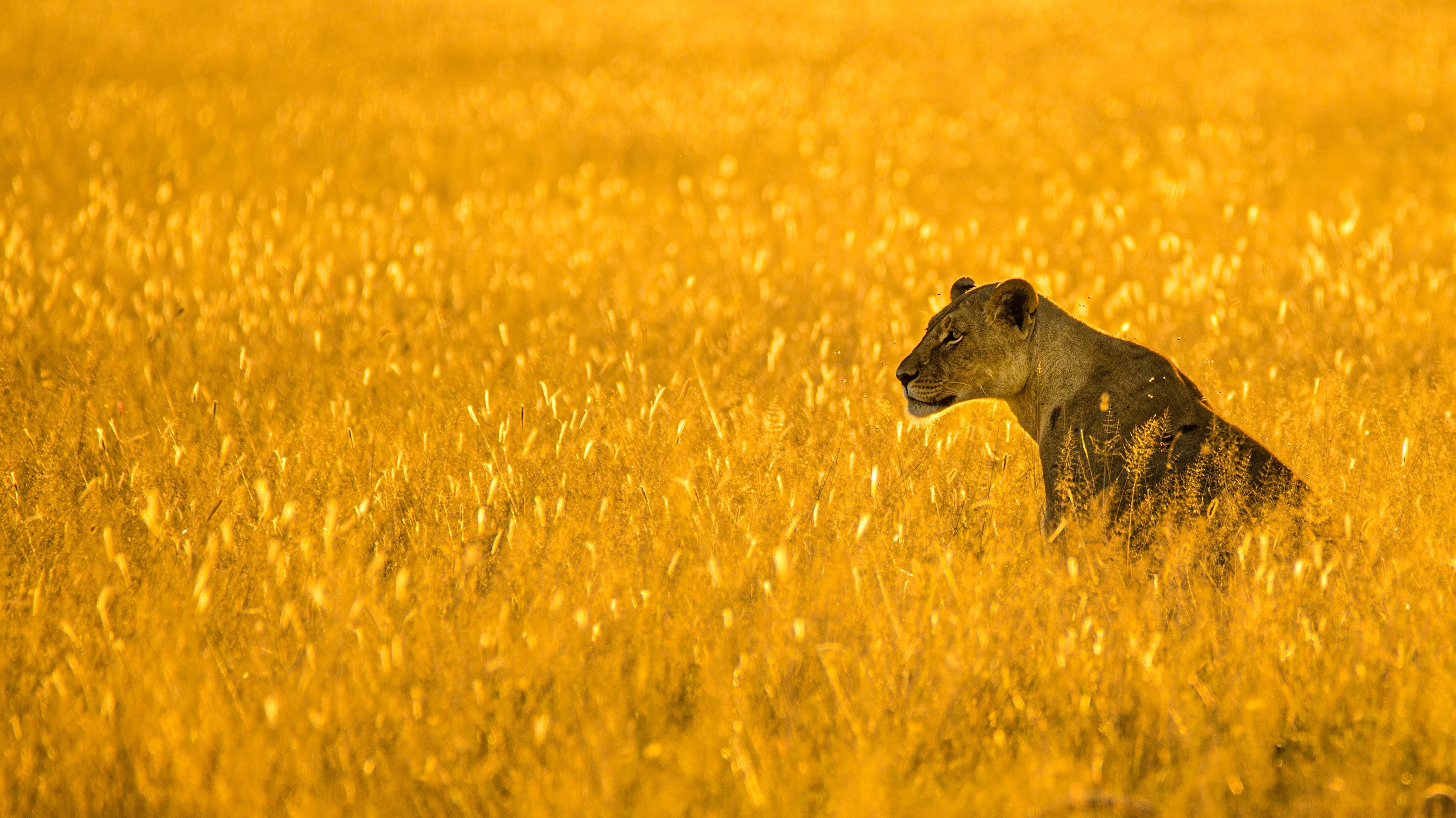 Обои морда, поле, колосья, львица, face, field, ears, lioness разрешение 2880x1620 Загрузить