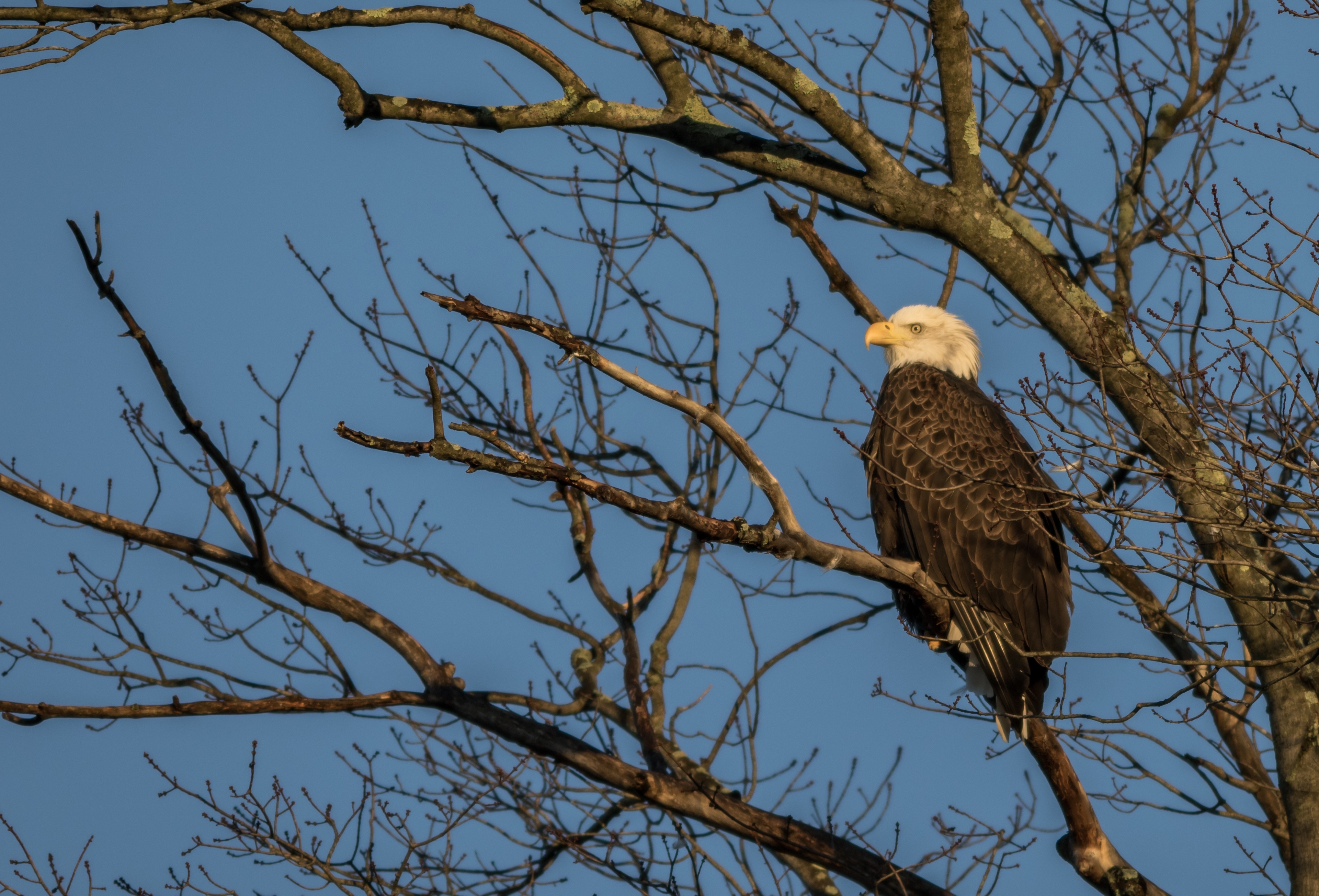 Обои небо, дерево, ветки, птица, белоголовый орлан, the sky, tree, branches, bird, bald eagle разрешение 3841x2609 Загрузить