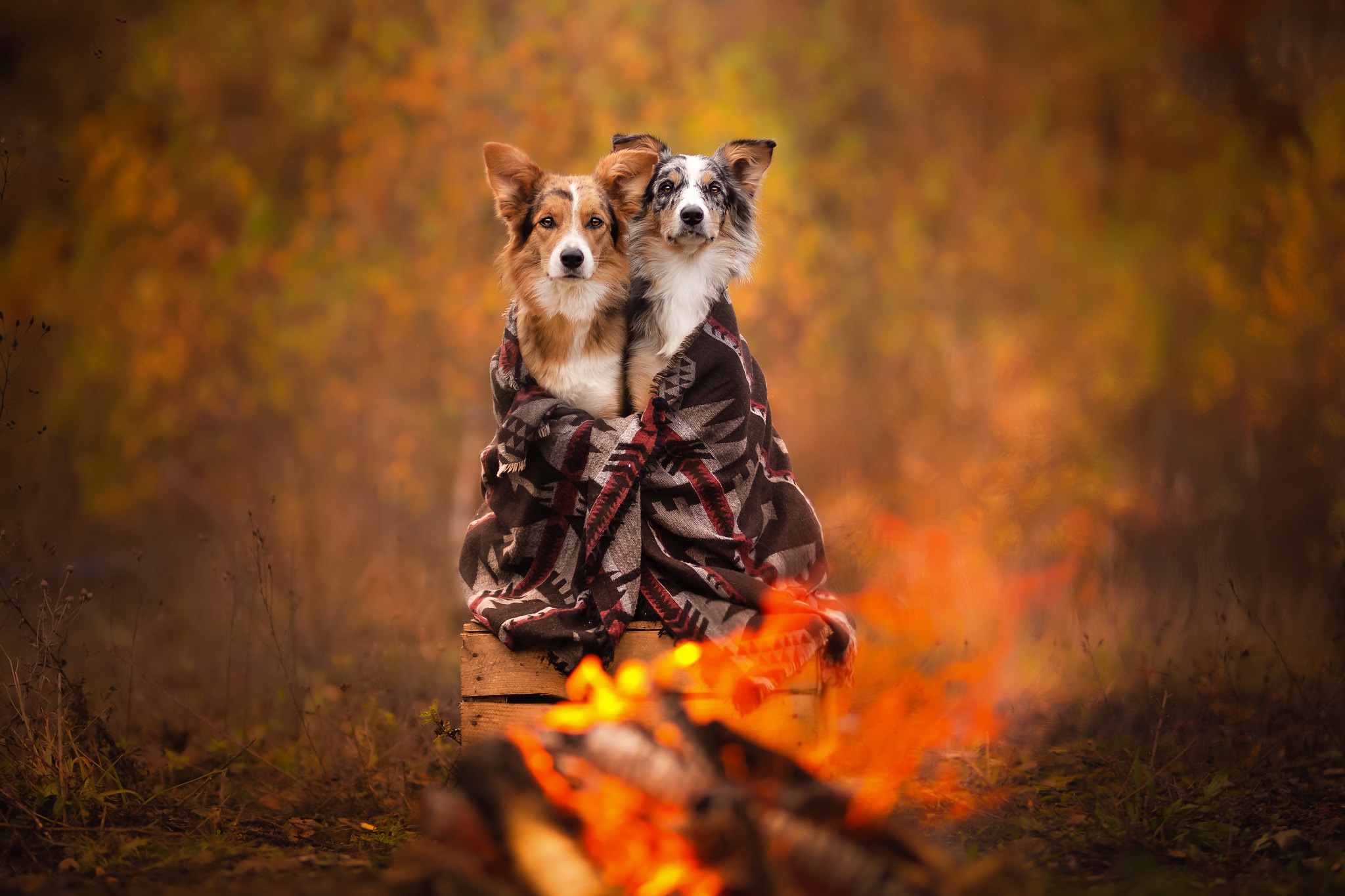 Обои осень, плед, собаки, ящик, боке, autumn, plaid, dogs, box, bokeh разрешение 2048x1365 Загрузить