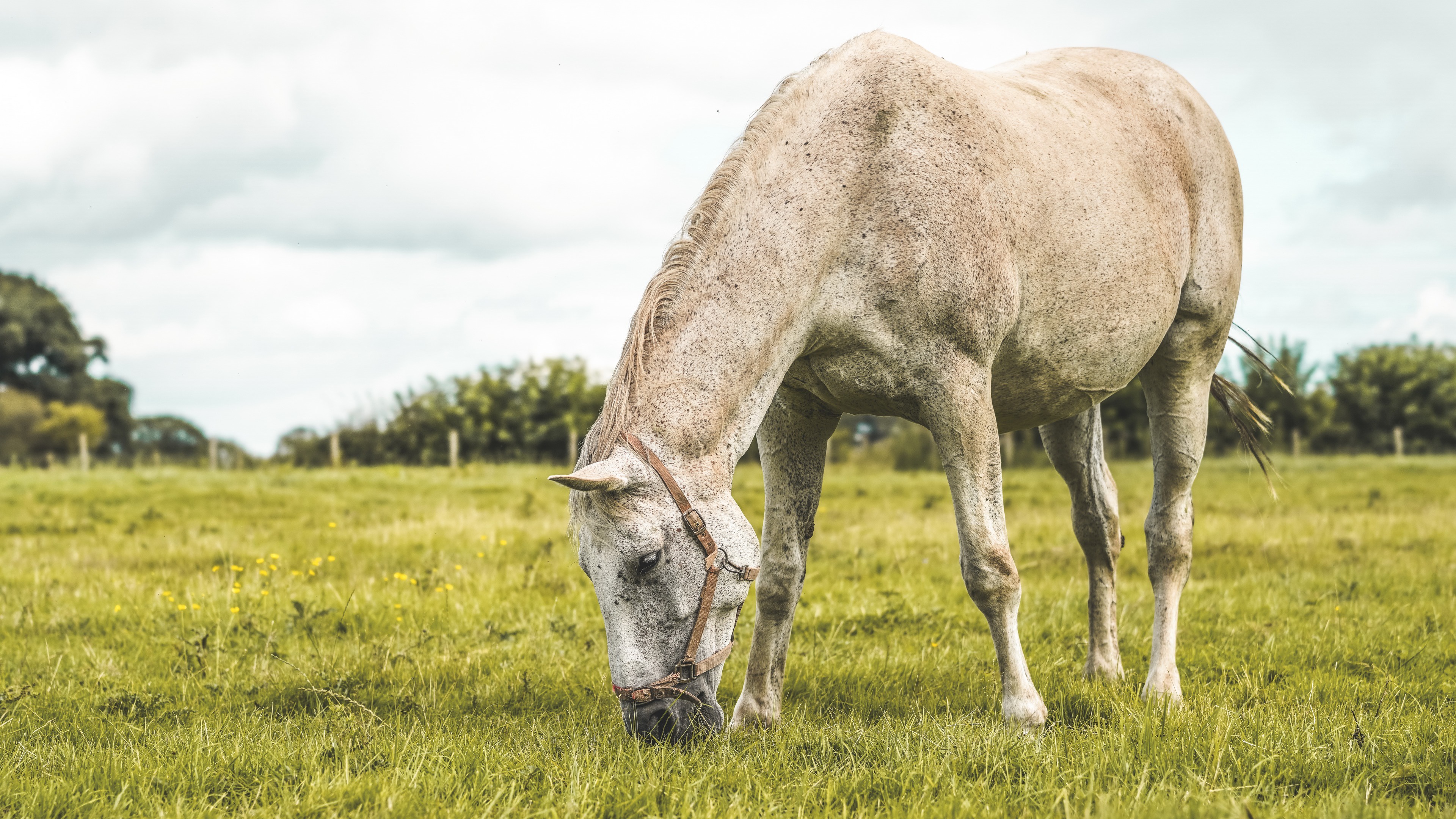 Обои лошадь, трава, поле, лето, пастбище, конь, horse, grass, field, summer, pasture разрешение 3840x2160 Загрузить