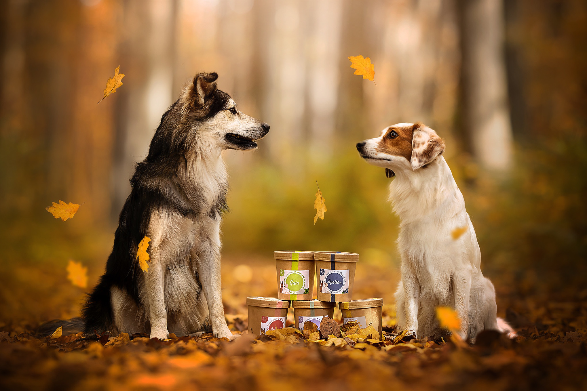 Обои природа, осень, собаки, nature, autumn, dogs разрешение 2039x1359 Загрузить