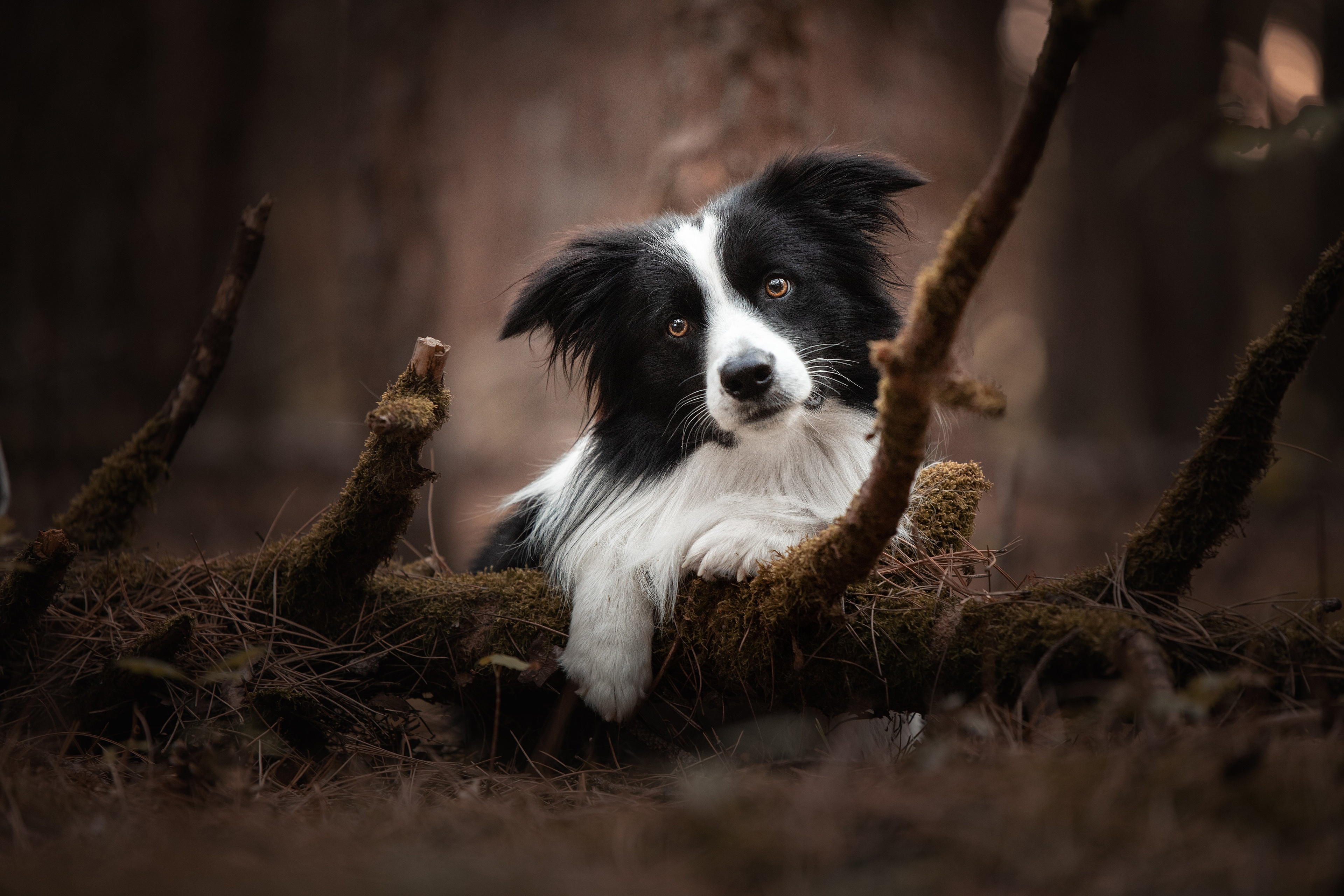 Обои природа, собака, бордер-колли, nature, dog, the border collie разрешение 3840x2560 Загрузить