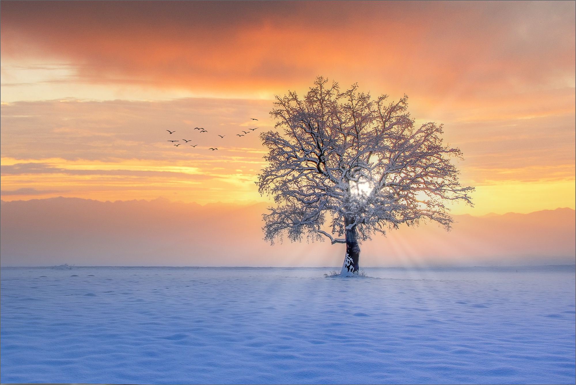 Обои снег, дерево, закат, зима, лучи, птицы, snow, tree, sunset, winter, rays, birds разрешение 2000x1337 Загрузить