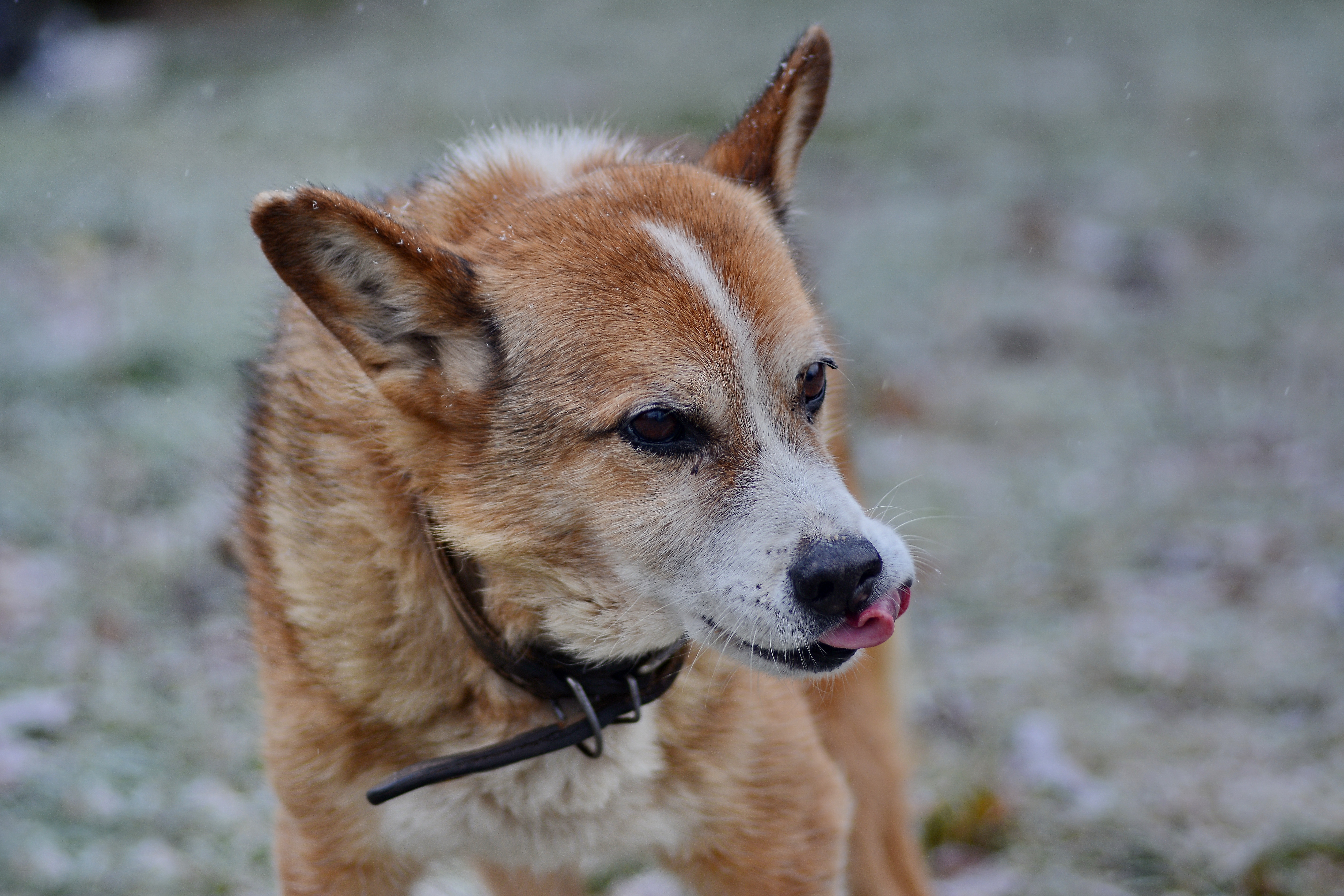 Обои собака, ошейник, язык, dog, collar, language разрешение 5730x3820 Загрузить