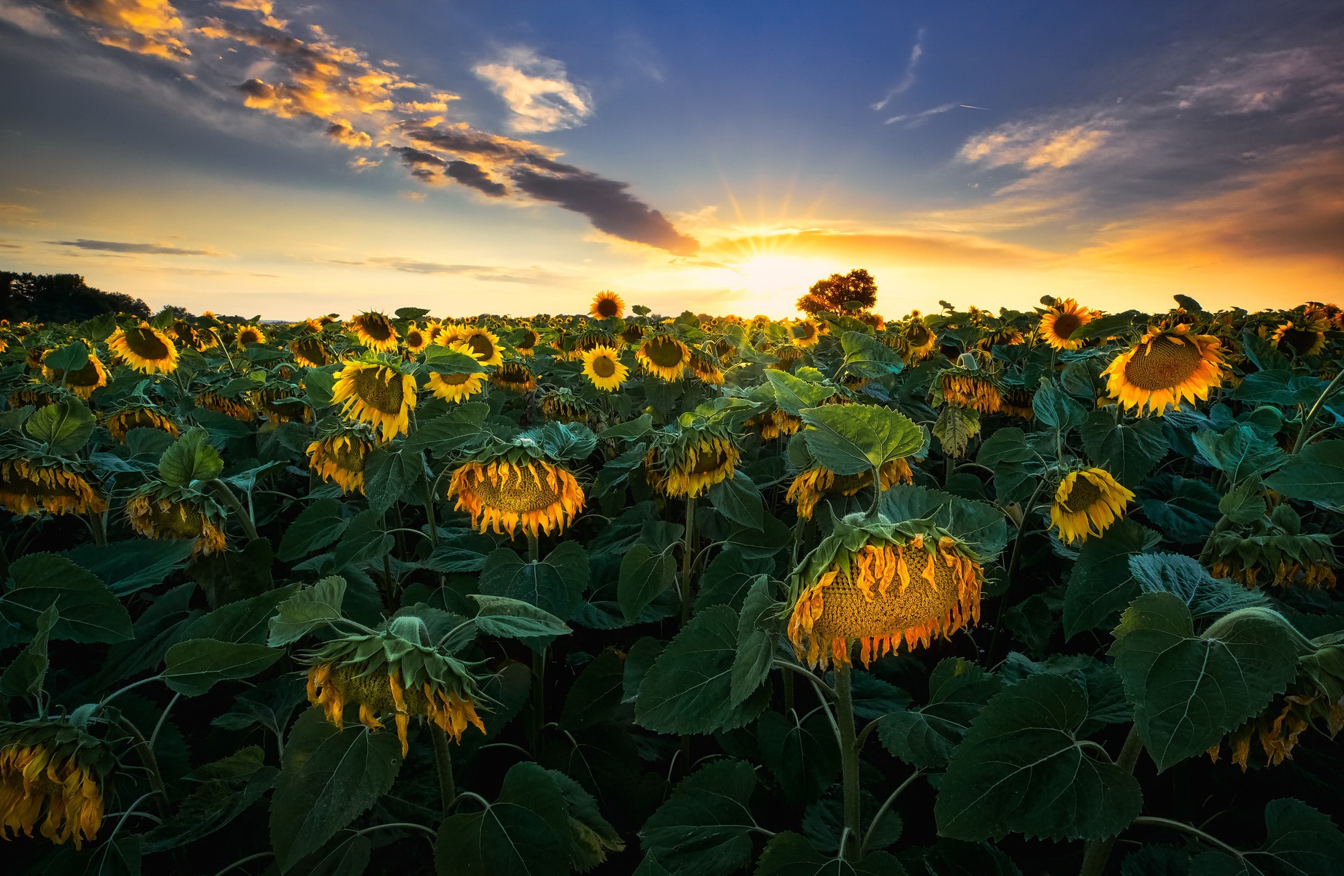 Обои закат, лето, подсолнухи, sunset, summer, sunflowers разрешение 1944x1268 Загрузить