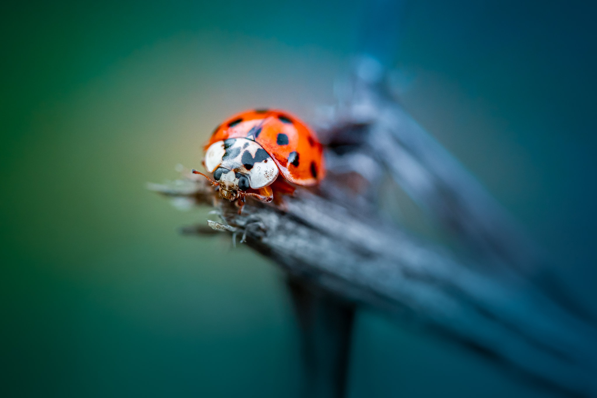 Обои жук, макро, насекомое, божья коровка, боке, beetle, macro, insect, ladybug, bokeh разрешение 2048x1365 Загрузить