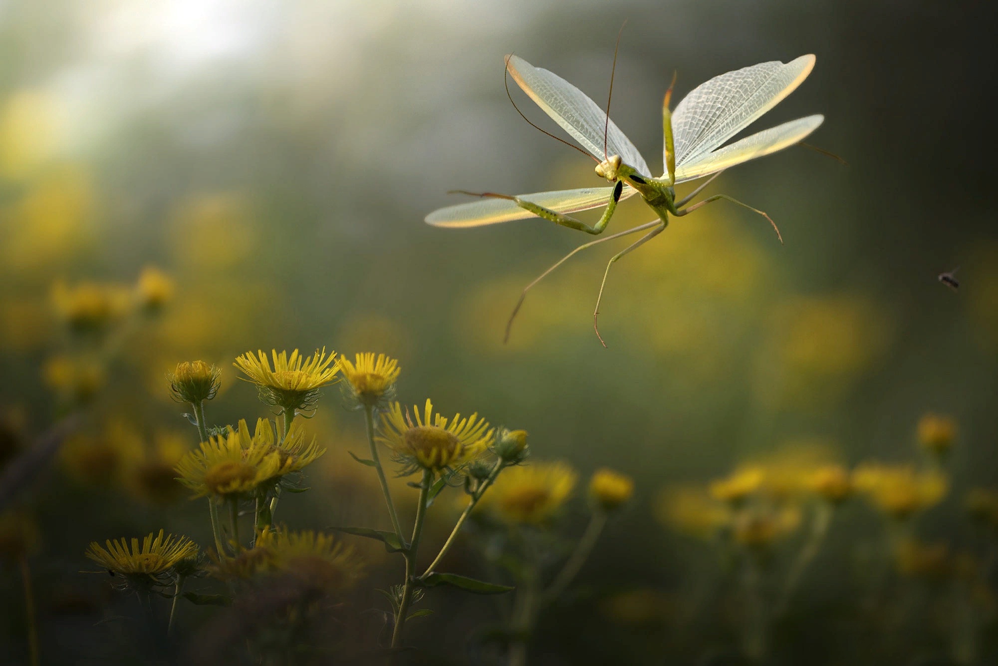 Обои цветы, природа, макро, насекомое, богомол, roberto aldrovandi, flowers, nature, macro, insect, mantis разрешение 2000x1334 Загрузить