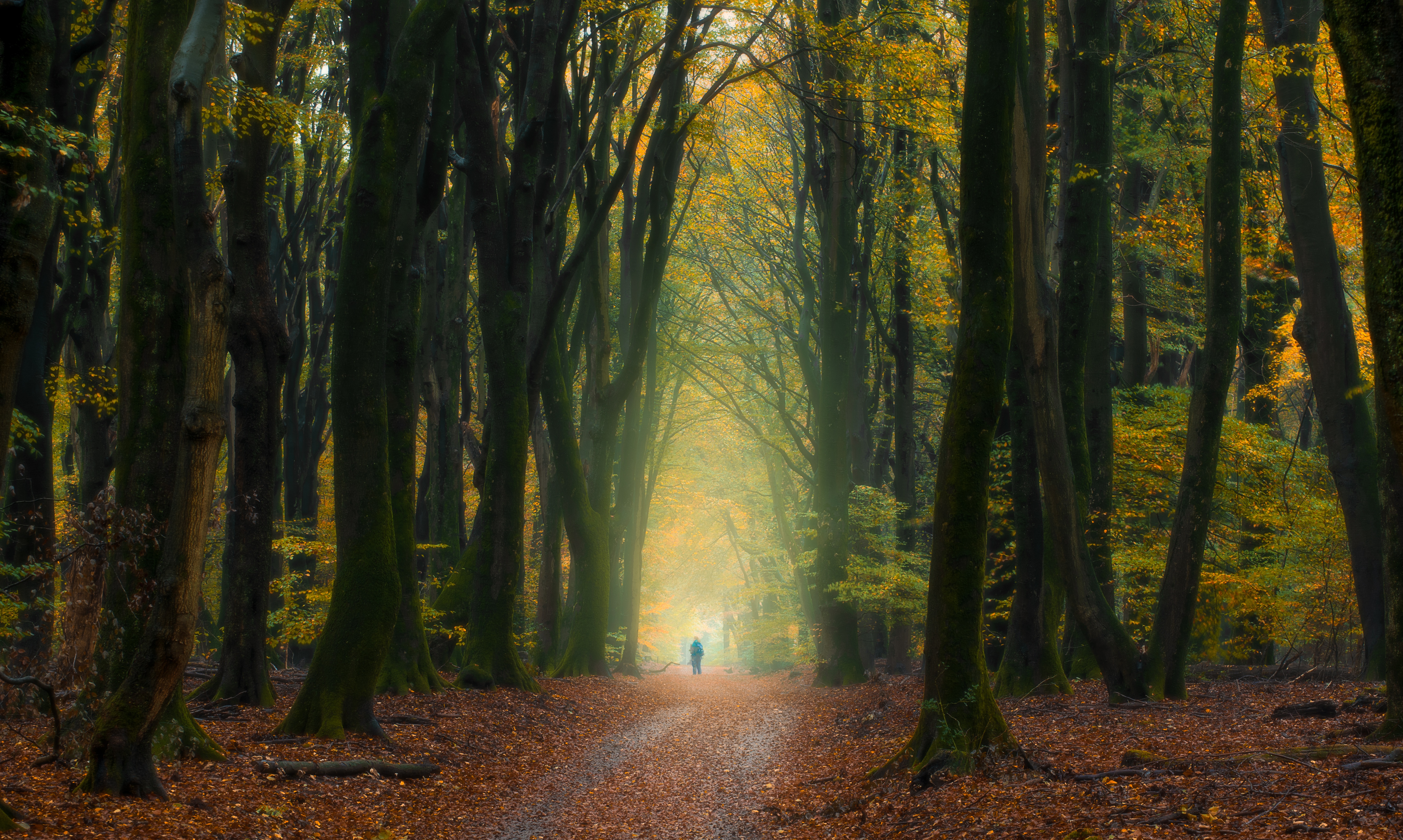 Обои деревья, лес, осень, человек, нидерланды, опавшие листья, trees, forest, autumn, people, netherlands, fallen leaves разрешение 5568x3335 Загрузить