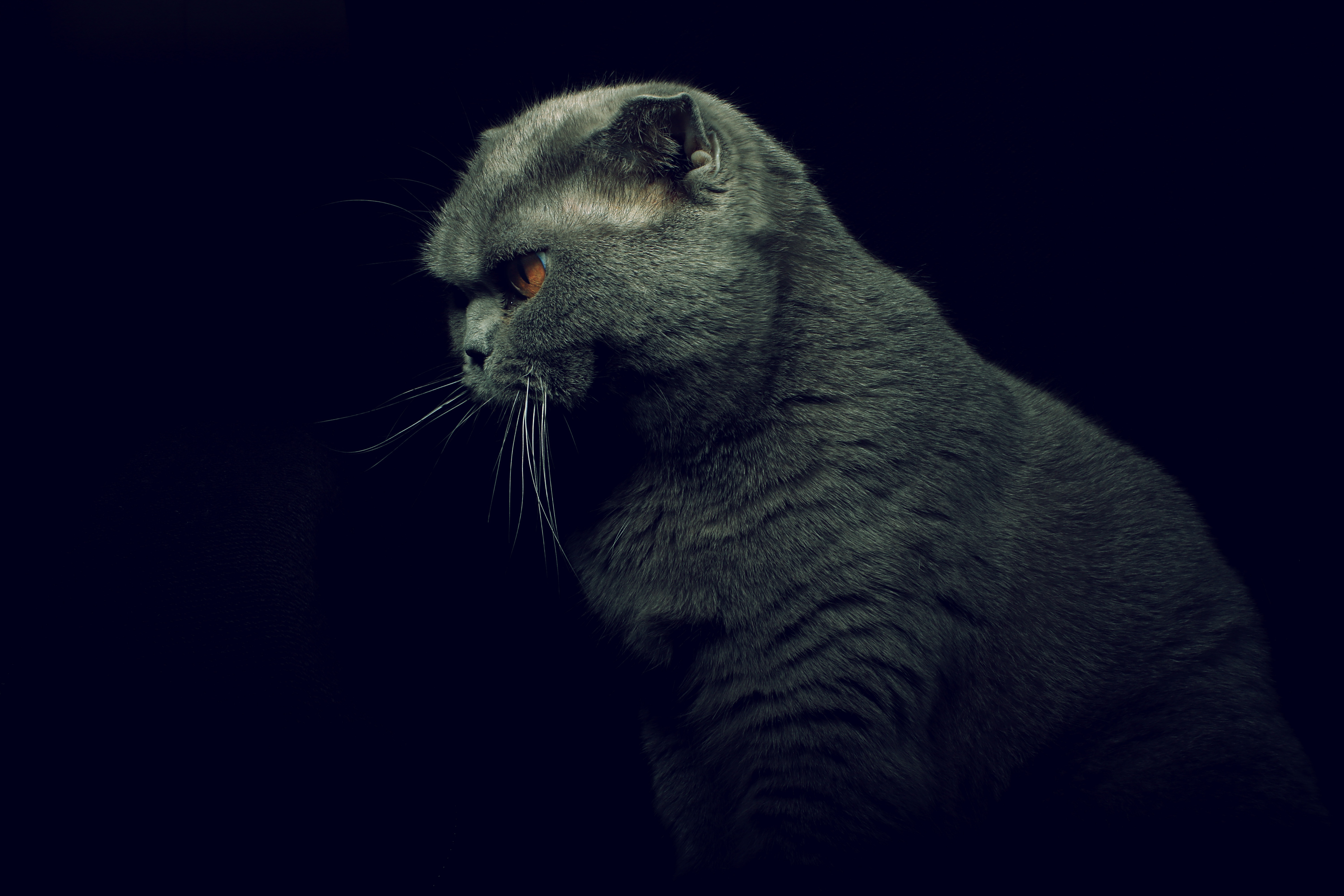 Обои кот, кошка, профиль, черный фон, британская короткошерстная, cat, profile, black background, british shorthair разрешение 6000x4000 Загрузить