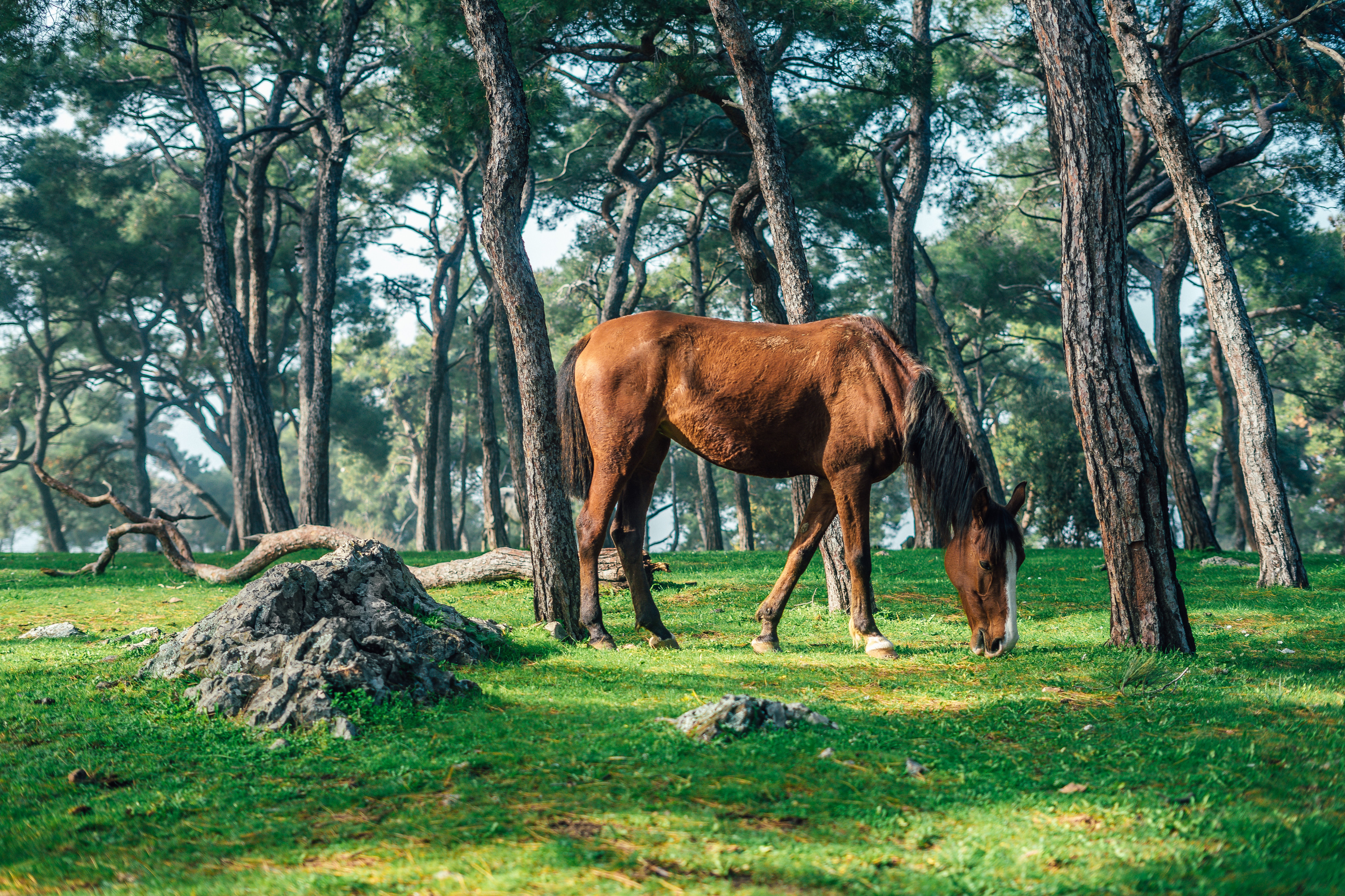 Обои лошадь, деревья, природа, лес, стволы, конь, horse, trees, nature, forest, trunks разрешение 6000x4000 Загрузить