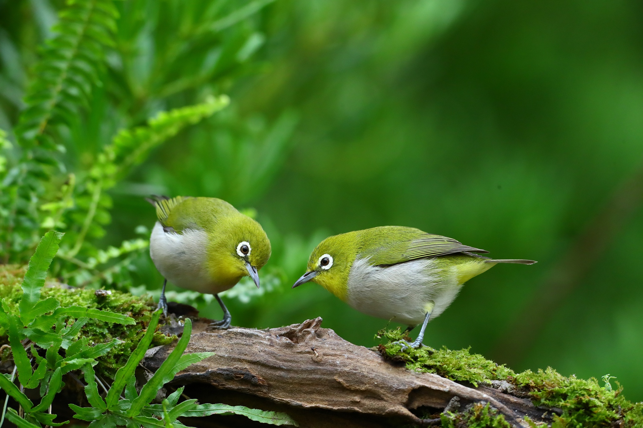 Обои природа, птицы, пара, коряга, белый глаз, nature, birds, pair, snag, white eye разрешение 2048x1365 Загрузить