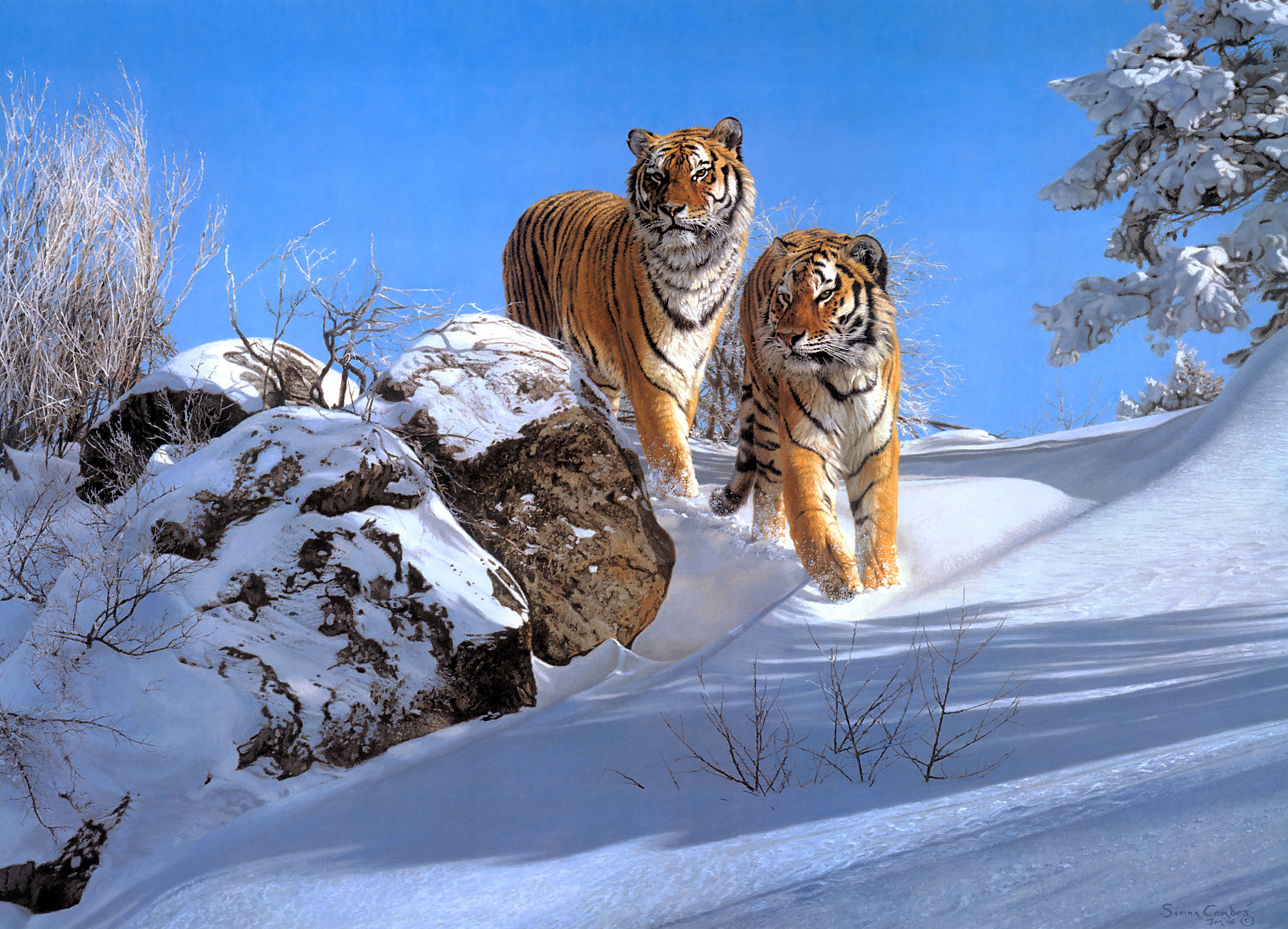 Обои снег, зима, тигры, snow, winter, tigers разрешение 3498x2524 Загрузить