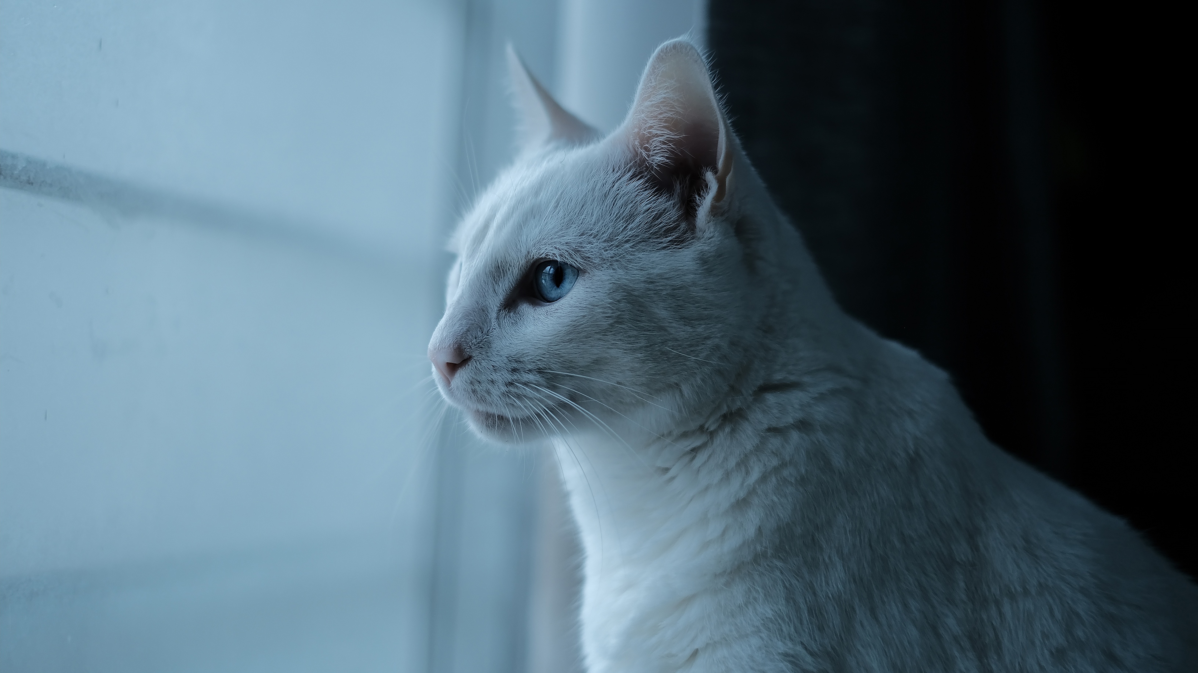 Обои шторы, кот, кошка, профиль, окно, голубые глаза, curtains, cat, profile, window, blue eyes разрешение 3840x2160 Загрузить