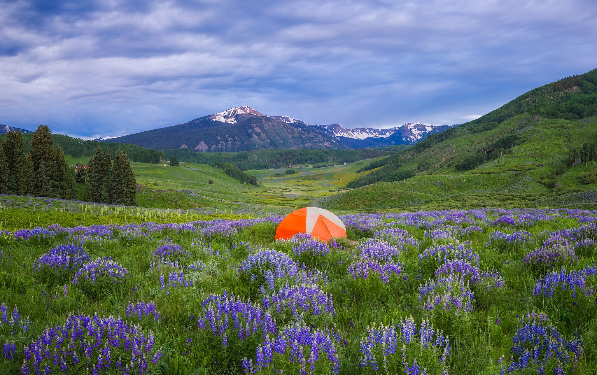 Обои цветы, луг, палатка, туризм, люпины, flowers, meadow, tent, tourism, lupins разрешение 2047x1286 Загрузить