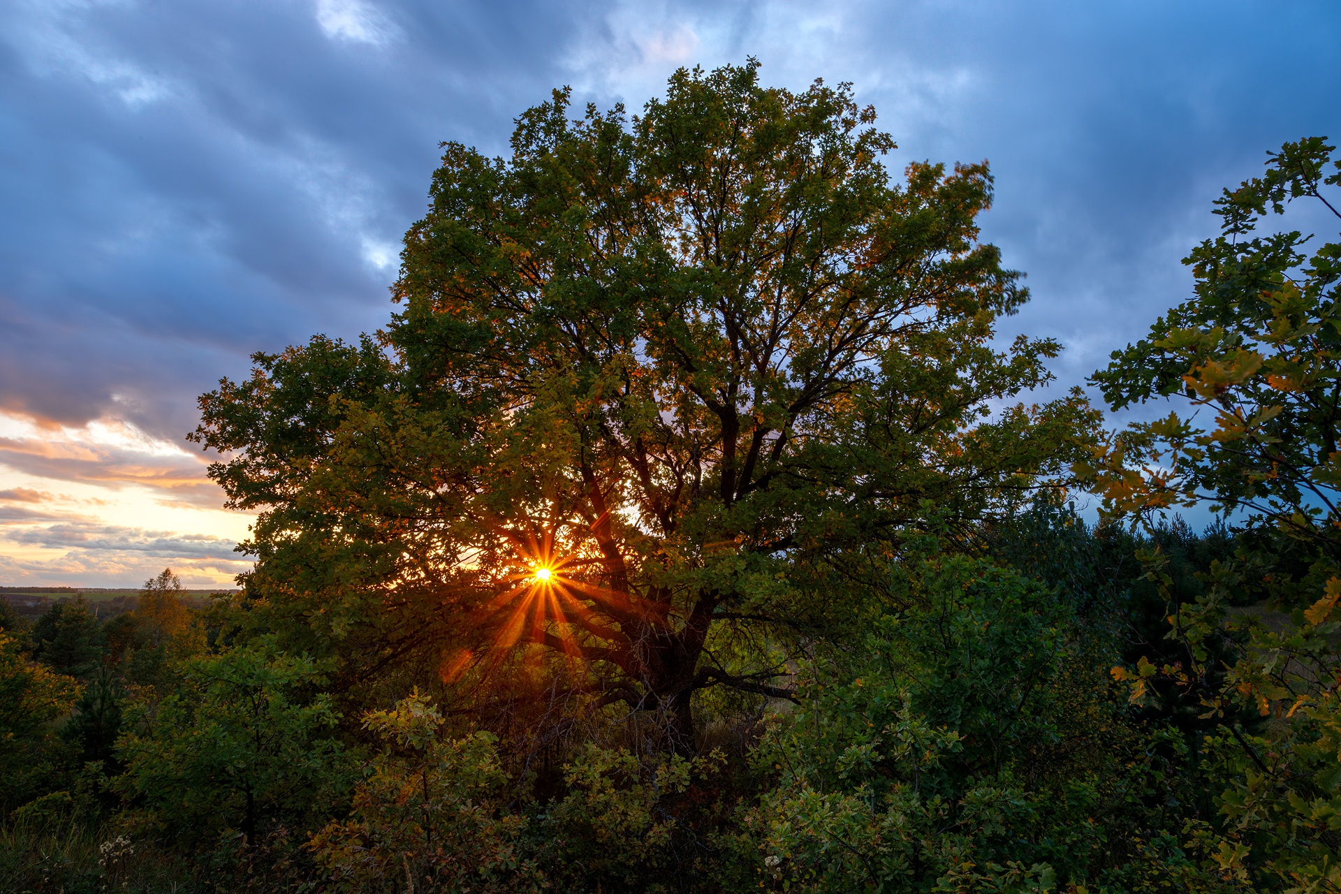 Обои деревья, солнце, природа, закат, лучи, осень, растительность, trees, the sun, nature, sunset, rays, autumn, vegetation разрешение 1920x1280 Загрузить