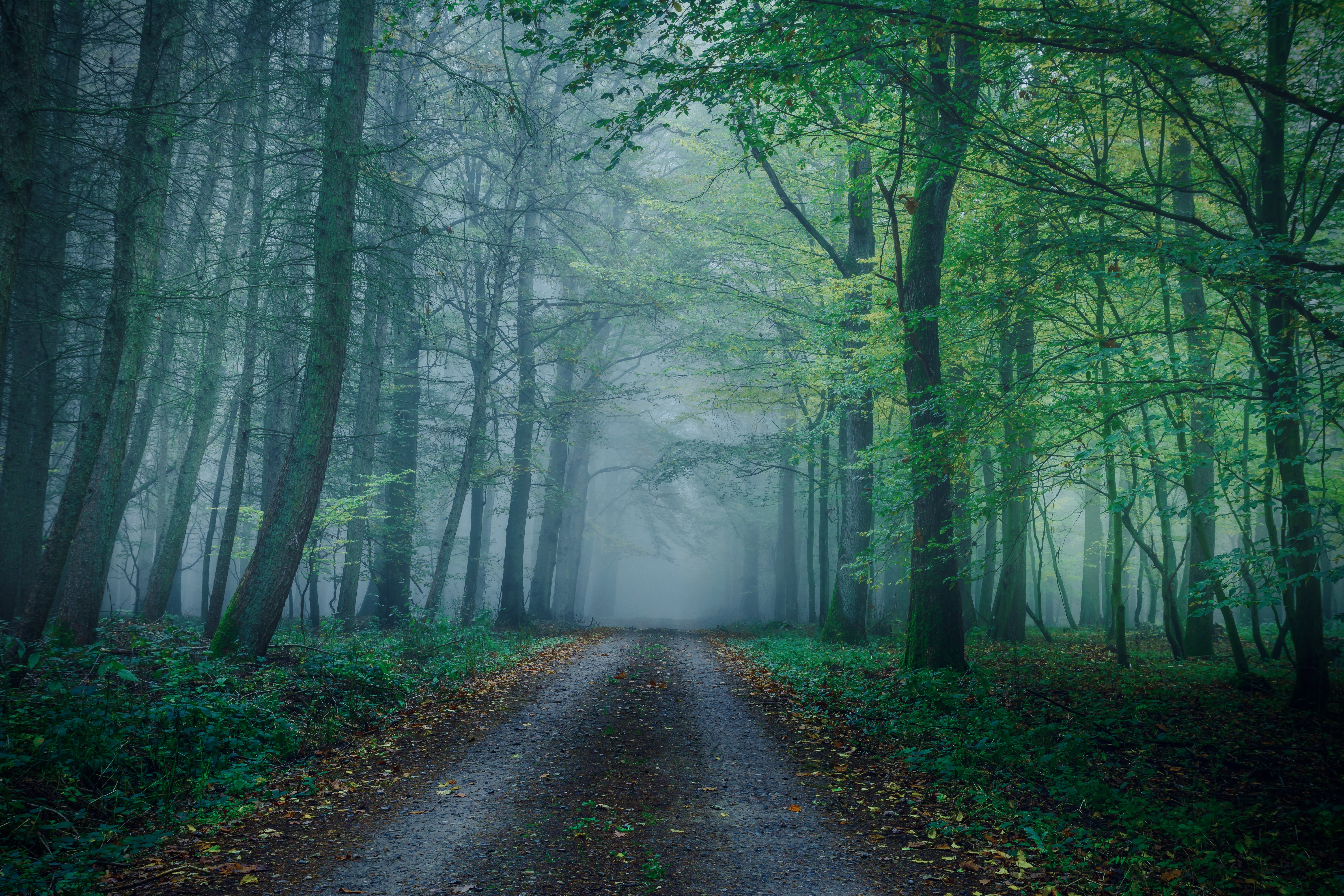 Обои лес, туман, осень, forest, fog, autumn разрешение 6000x4000 Загрузить