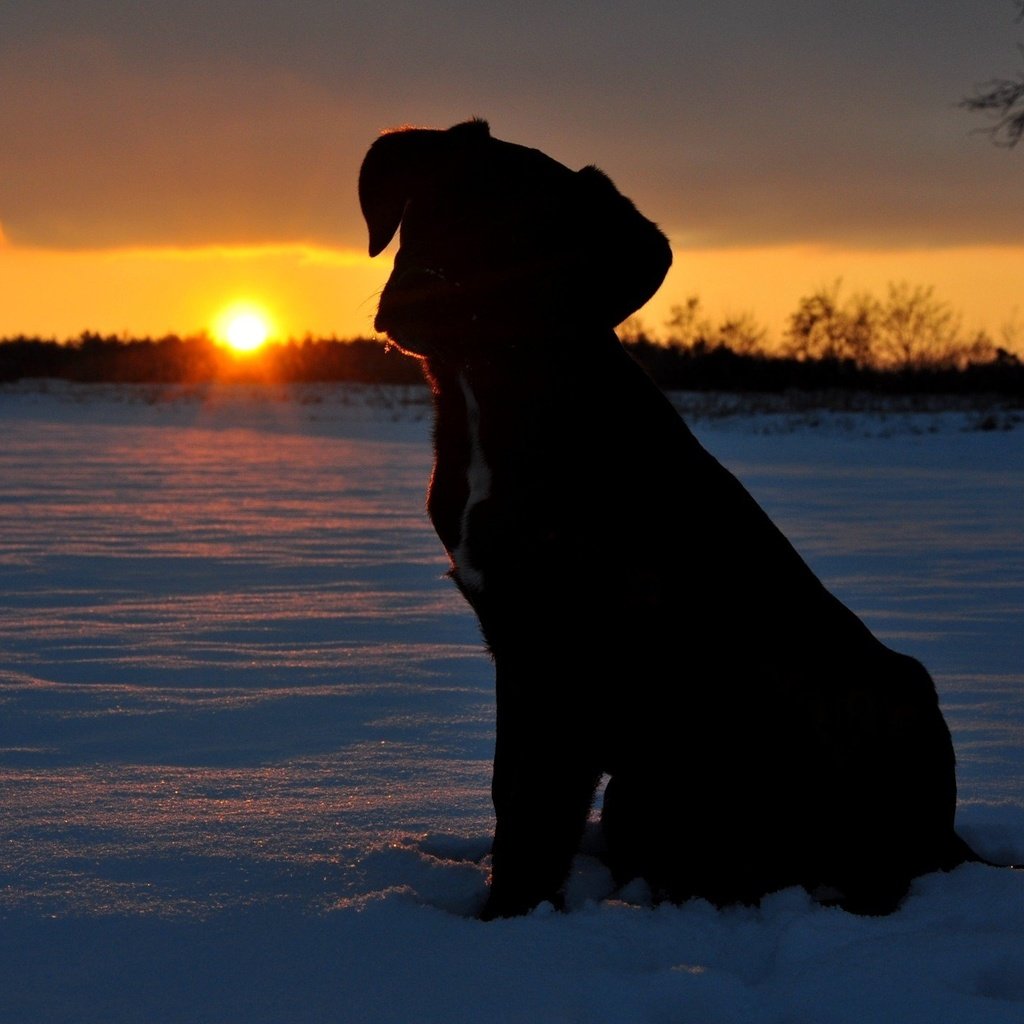 Обои солнце, снег, закат, щенок, the sun, snow, sunset, puppy разрешение 2144x1424 Загрузить