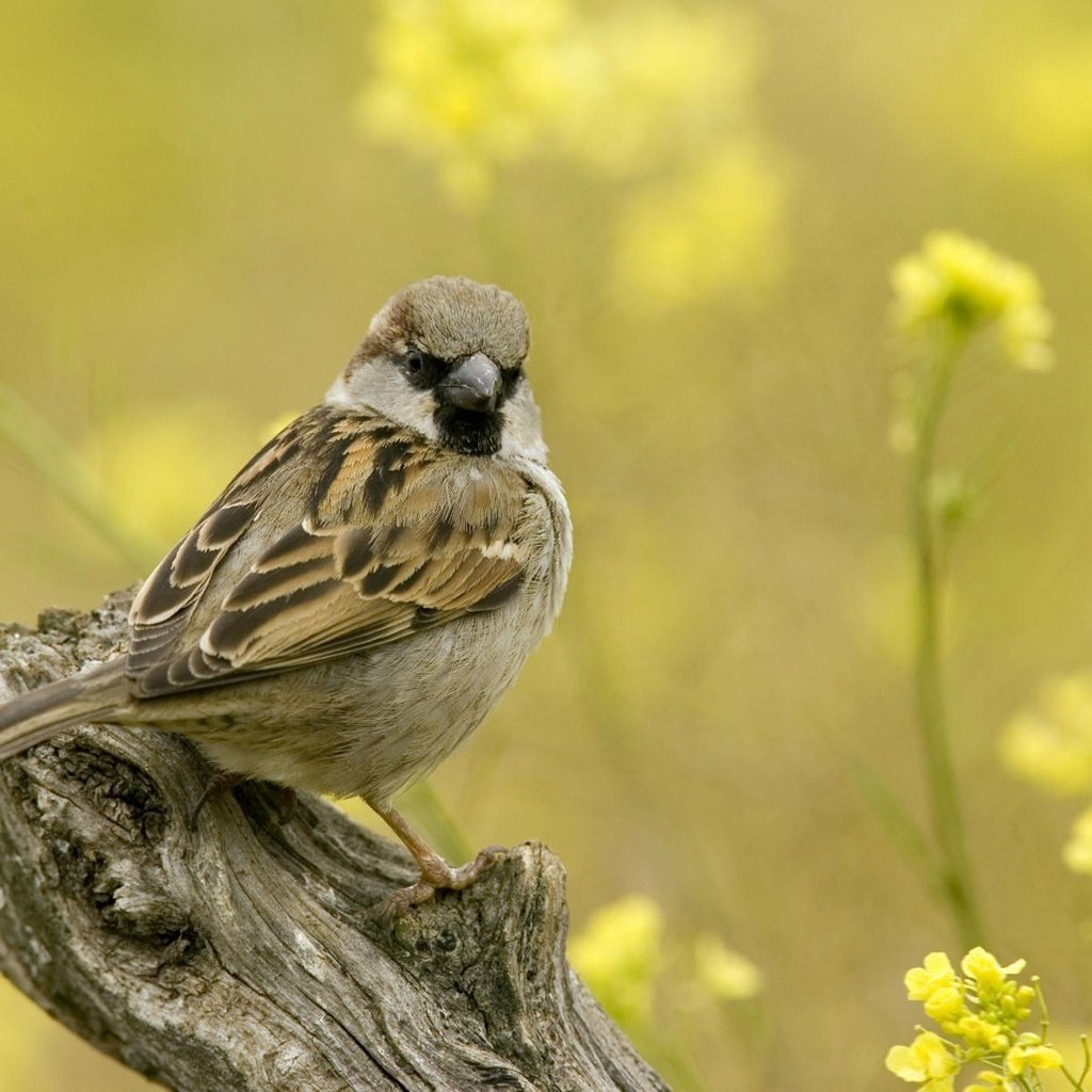 Обои цветы, ветка, воробей, flowers, branch, sparrow разрешение 1920x1200 Загрузить