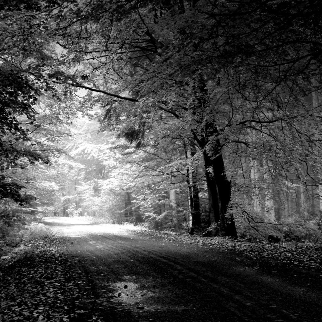 Обои дорога, деревья, природа, пейзаж, чёрно-белое, road, trees, nature, landscape, black and white разрешение 1920x1200 Загрузить