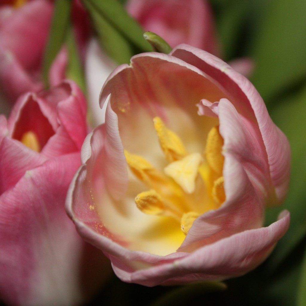 Обои цветы, cvety, vesna, природа, tyulpan, tychinki, макро, лепестки, тычинки, весна, тюльпаны, тюльпан, flowers, nature, macro, petals, stamens, spring, tulips, tulip разрешение 2976x2139 Загрузить