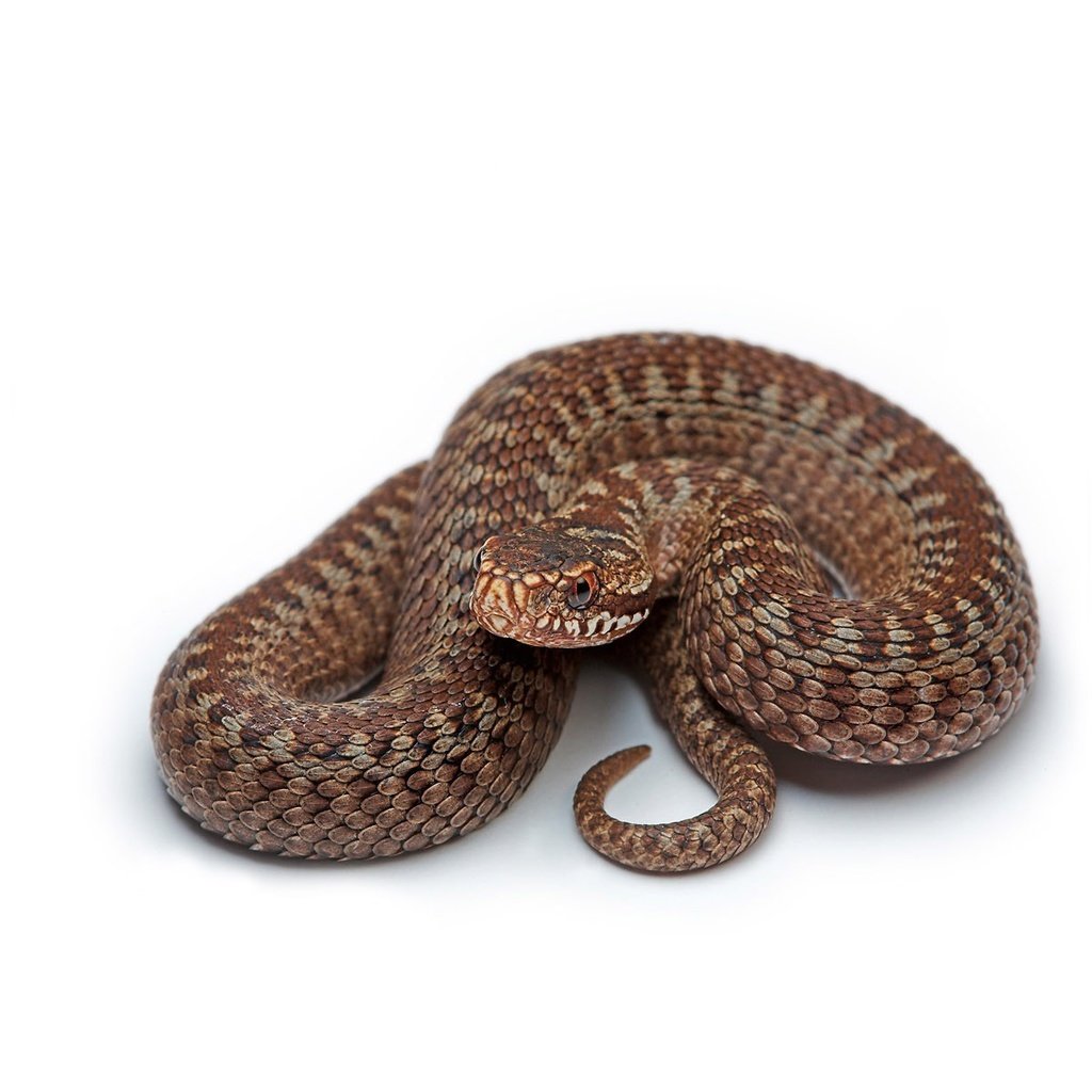 Обои змея, белый фон, коричневая, snake, white background, brown разрешение 1920x1200 Загрузить